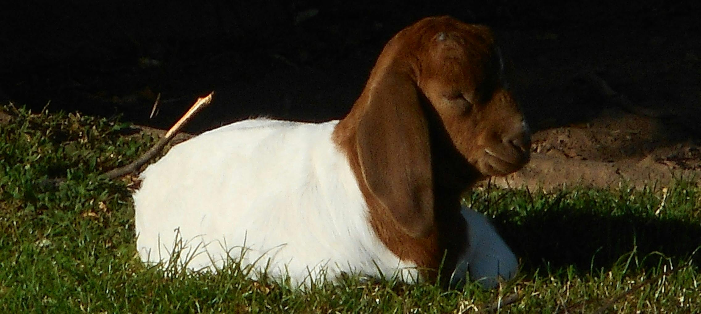 Auf einer Wiese dösendes Ziegen-Kitz. Der Körper ist weiß, der Kopf rotbraun, die Ohren sehr lang.