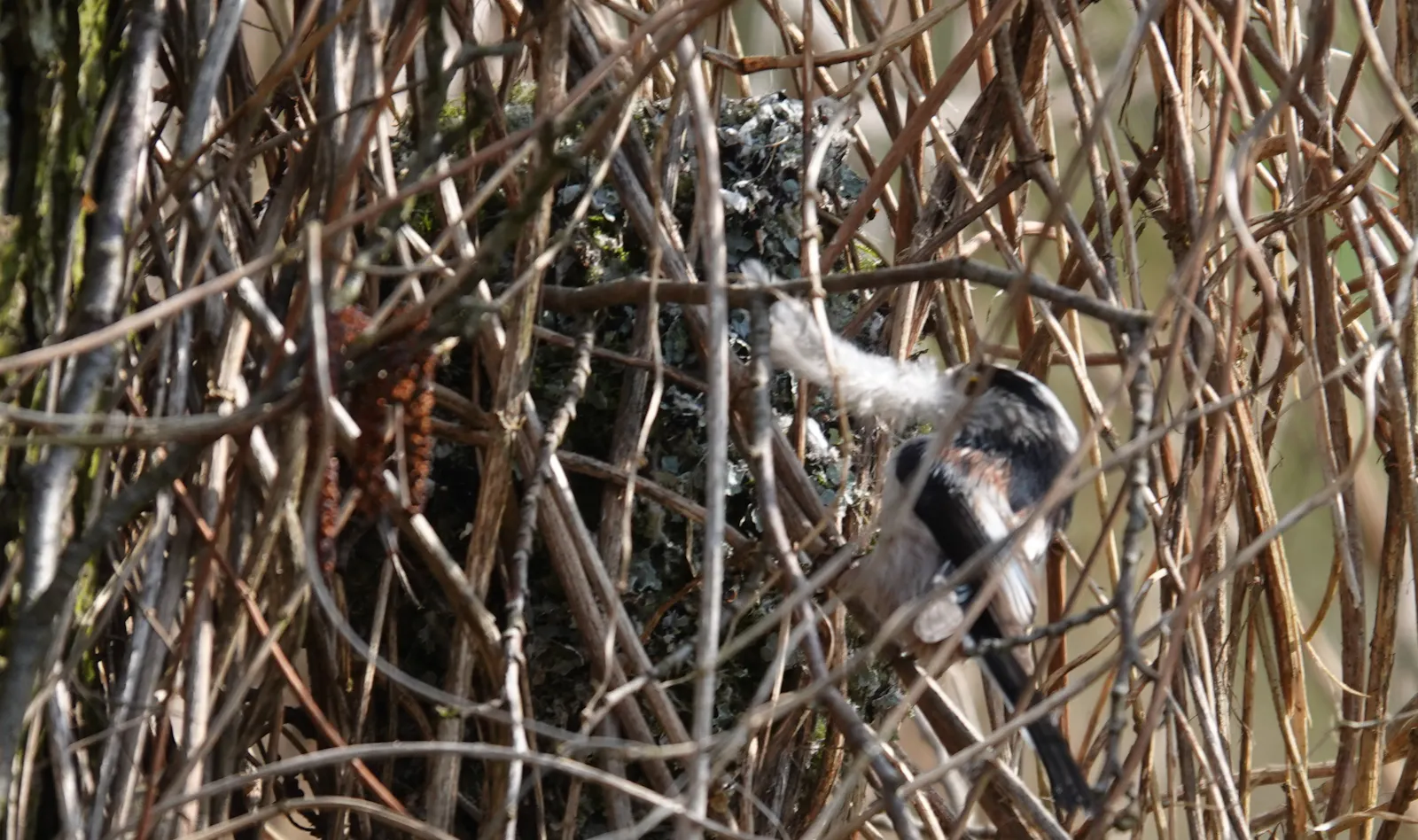 Schwanzmeise vor dem Nest.