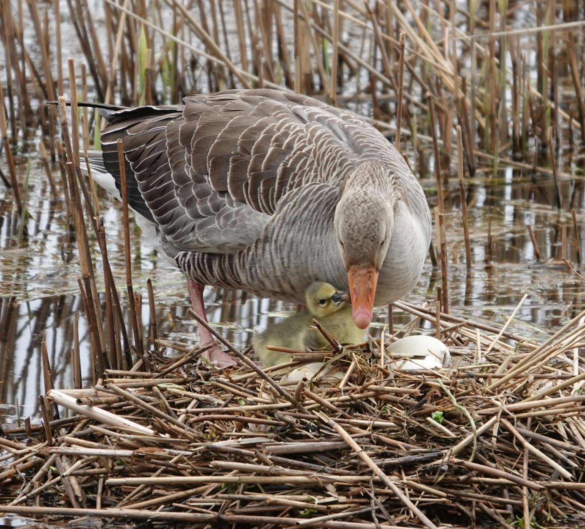 Eine Graugans auf dem Nest mit Küken und Eiern.
