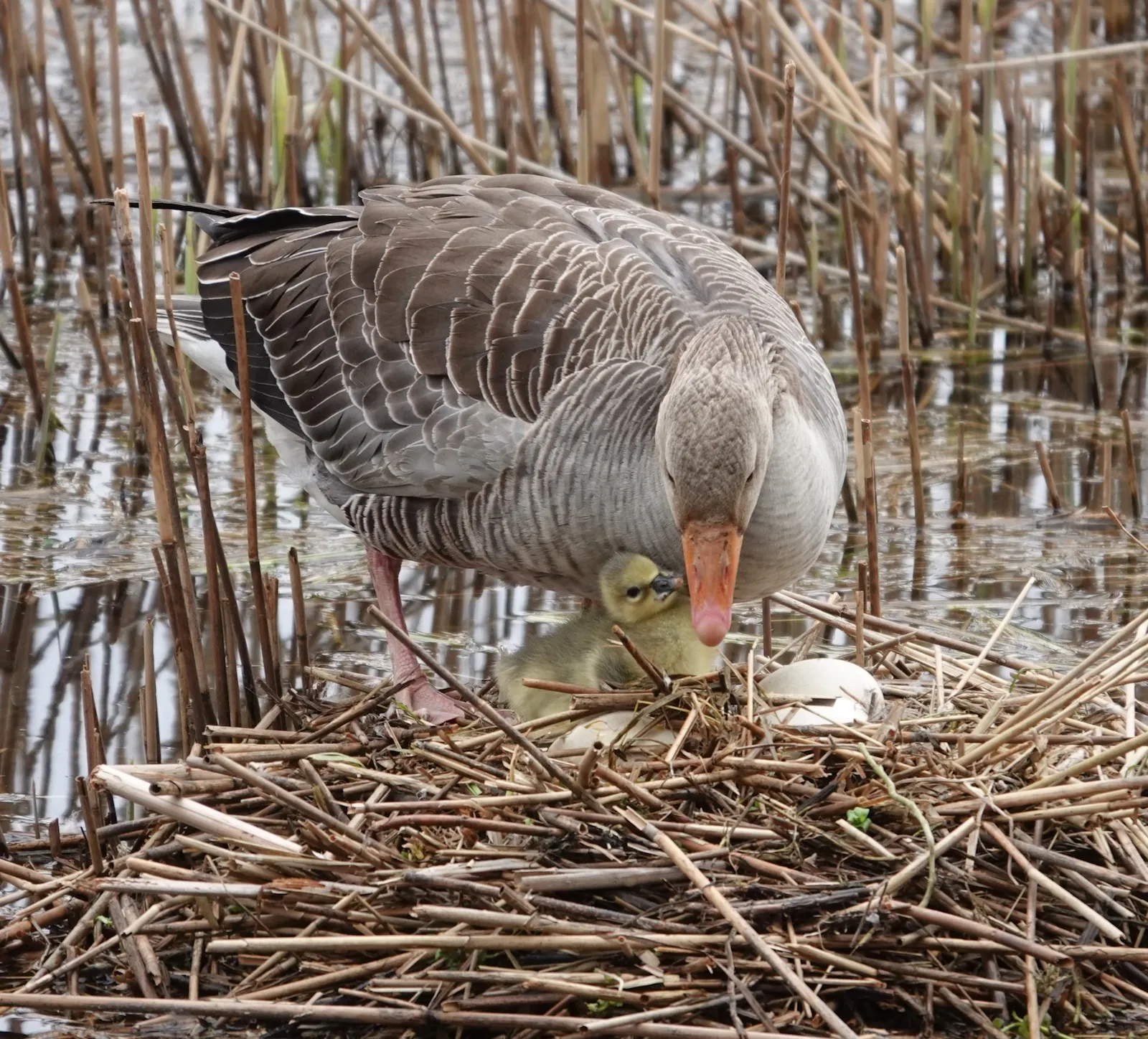 Eine Graugans auf dem Nest mit Küken und Eiern.
