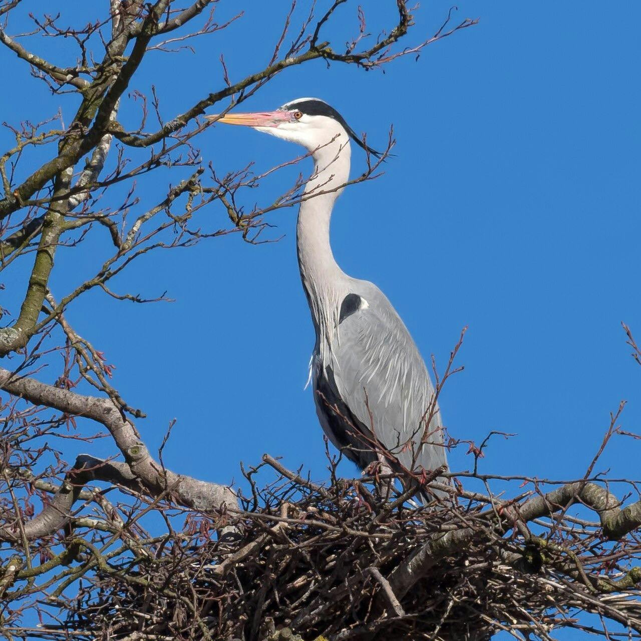 Ein Graureiher steht auf seinem Nest.