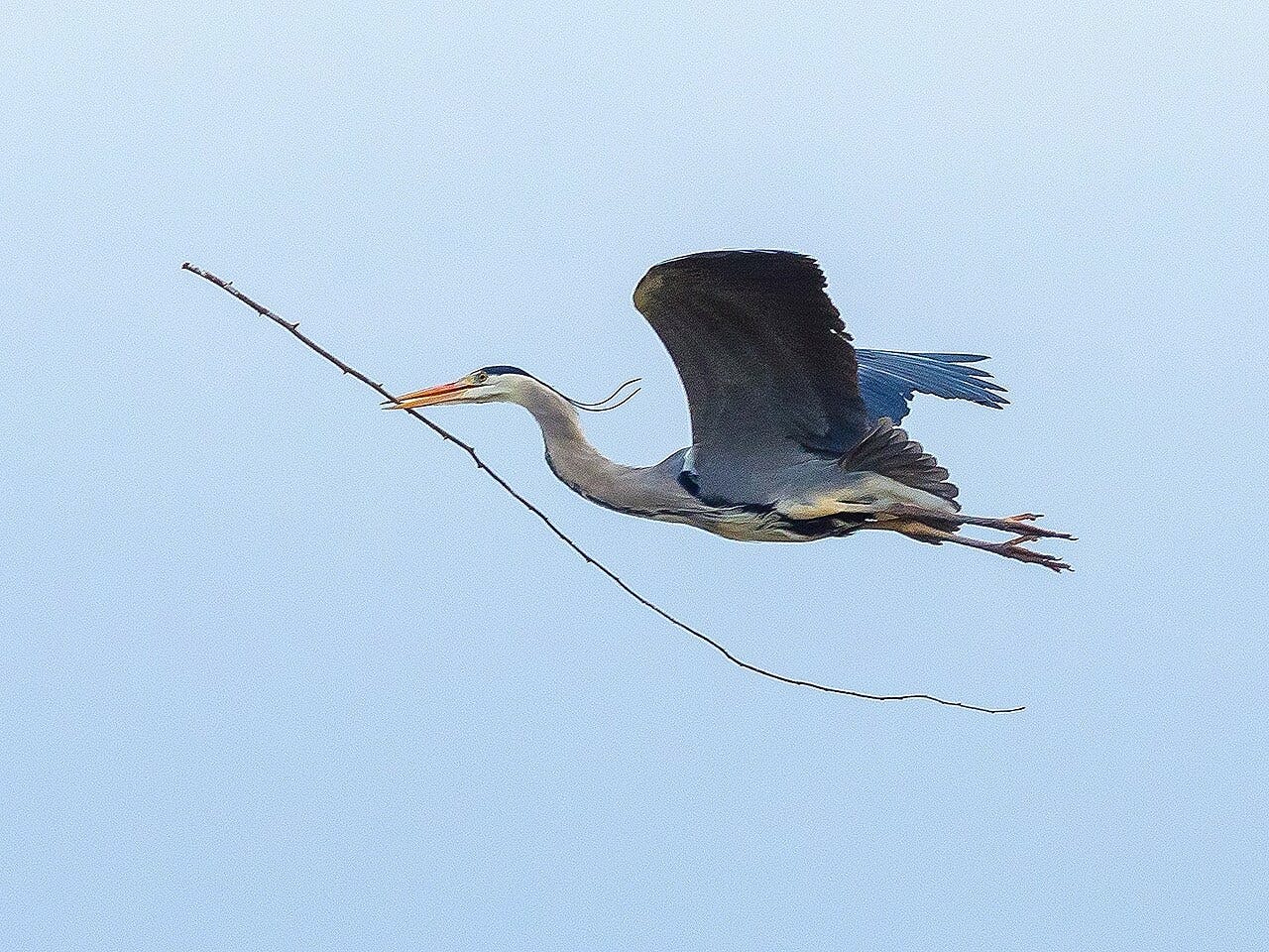 Ein Graureiher fliegt mit einem Ast im Schnabel durch die Luft.