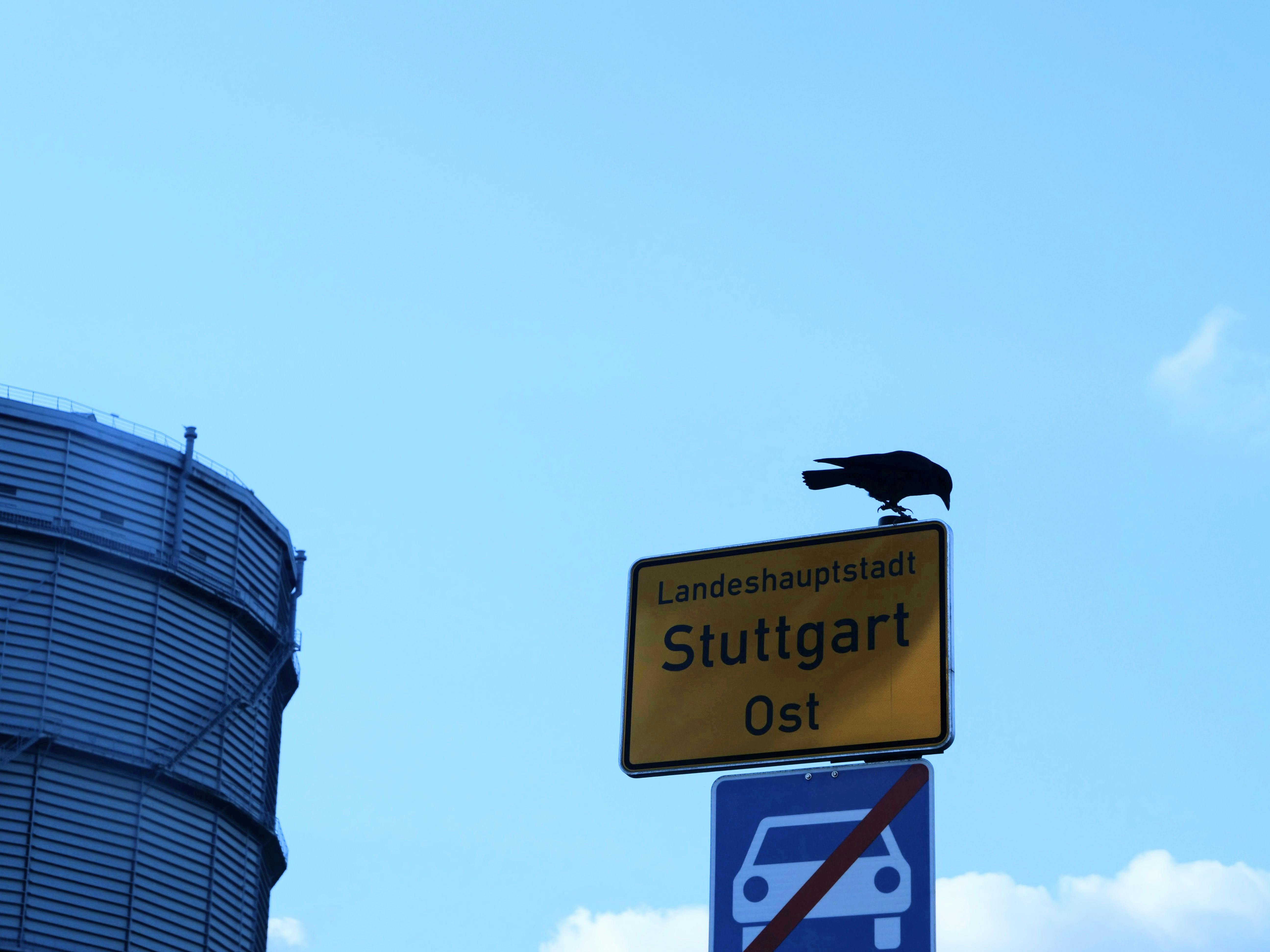 Rabenvogel auf dem Ortsschild Stuttgart-Ost beim Gaskessel. Foto: Jürgen Brand