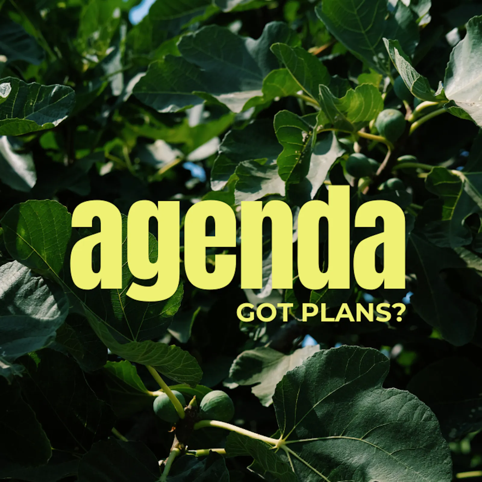 Nahaufnahme eines grünen Feigenbaums, darauf steht: agenda - got plans?