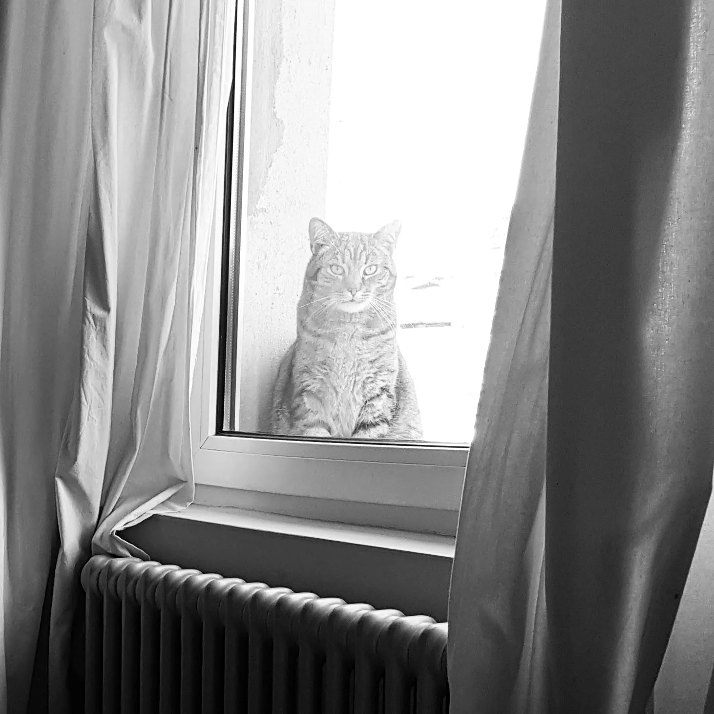 Streng blickende Katze hinter Fernsterscheibe