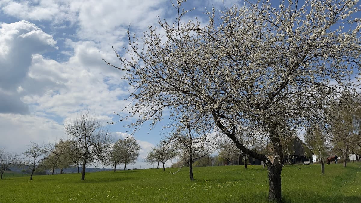 Frühling im Allgäu