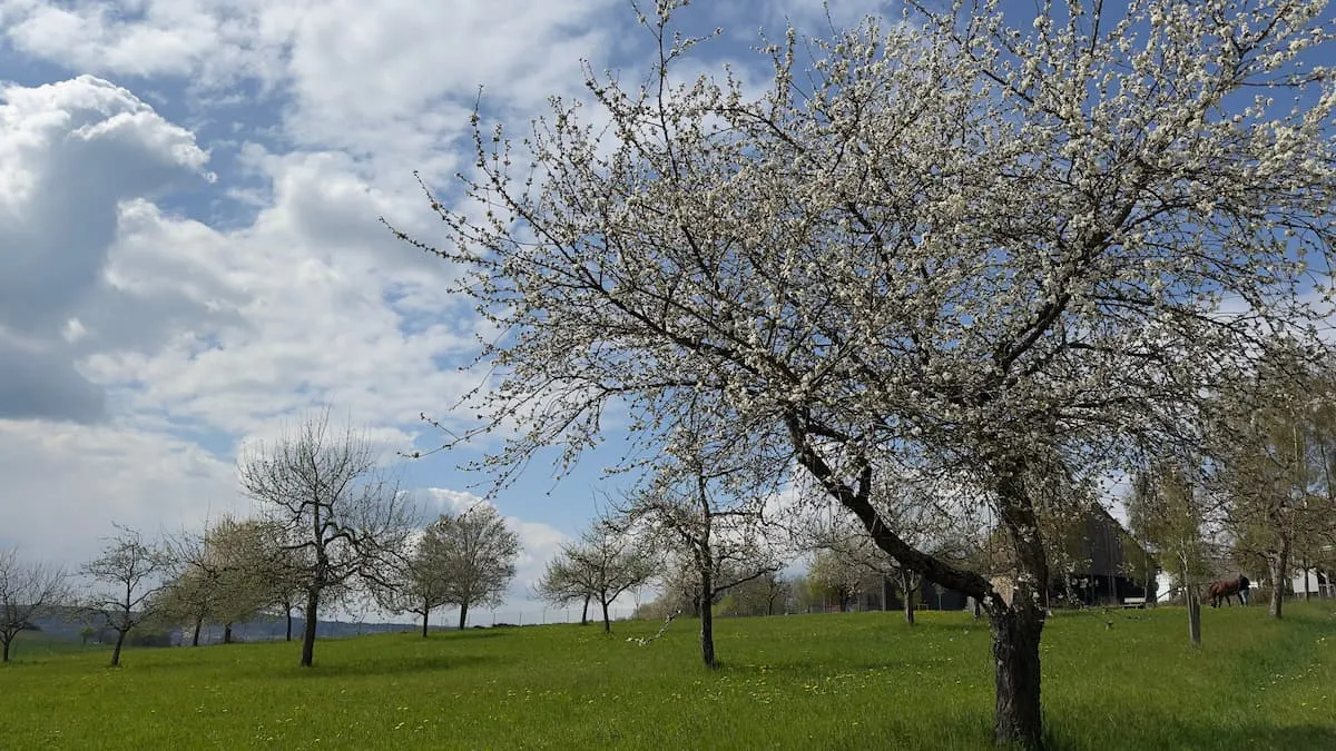 Frühling im Allgäu