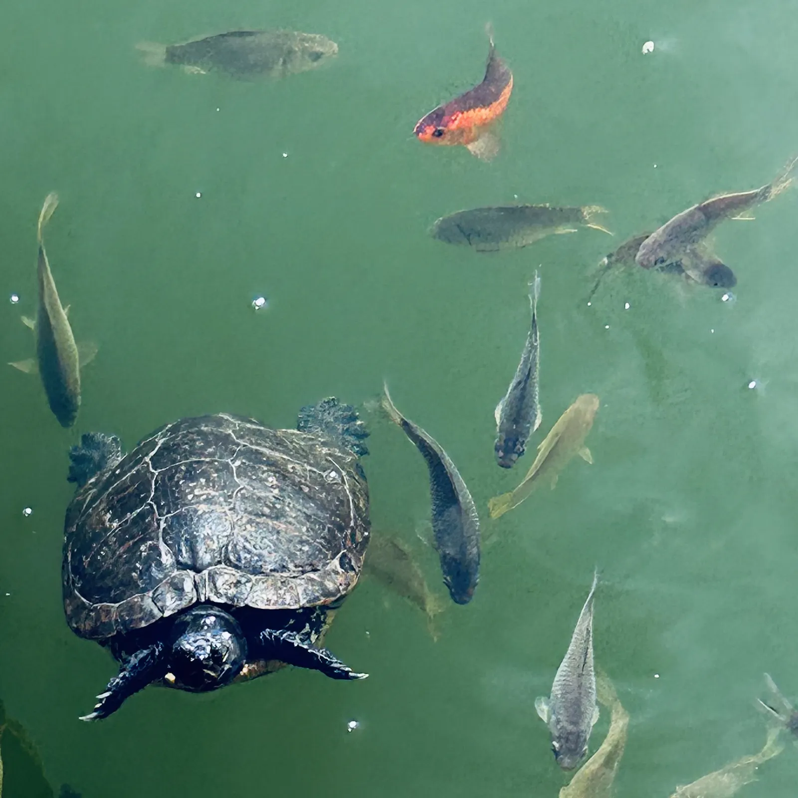 Schildkröte schwimmt in grünem Gewässer inmitten von Fischen auf Betrachtende zu