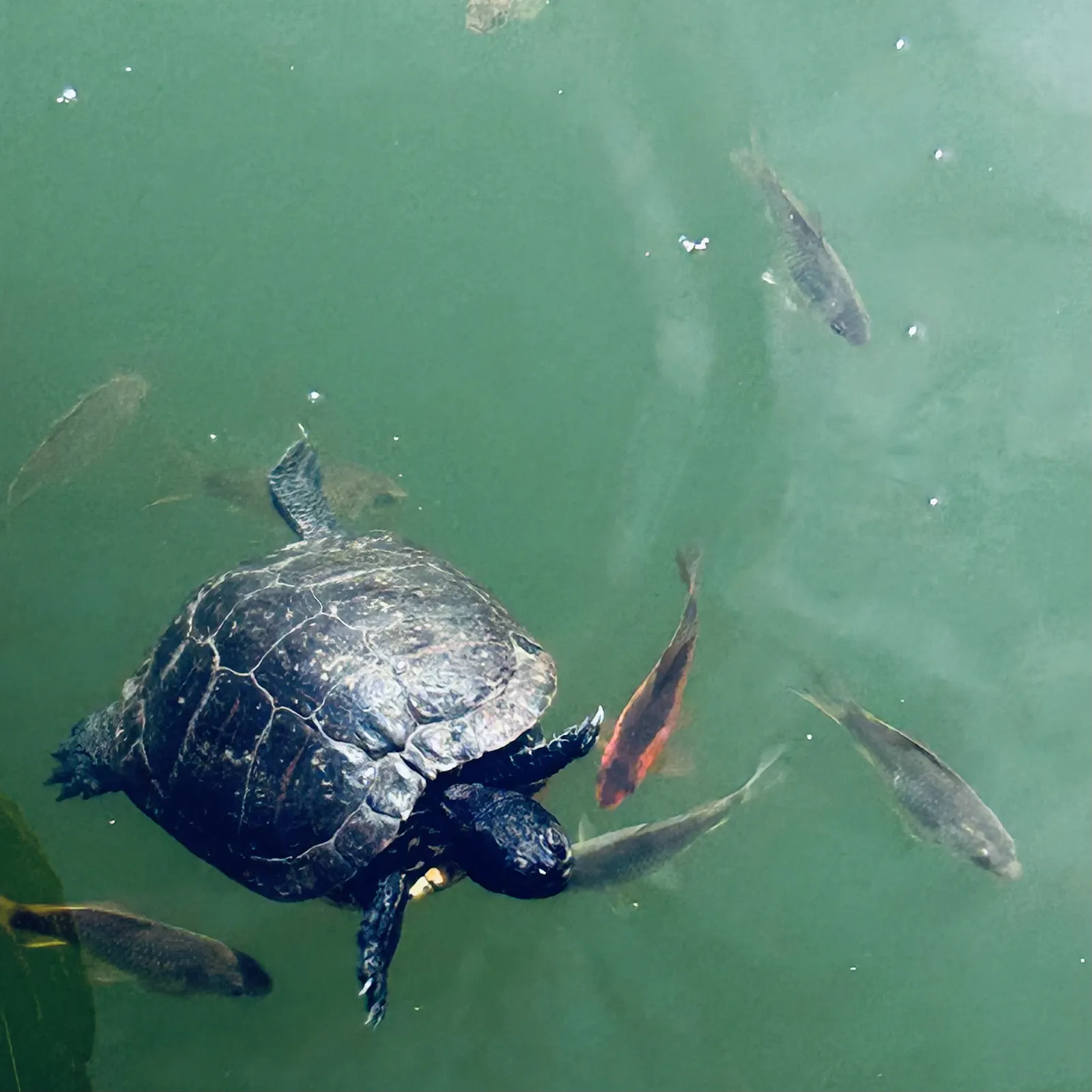 Schildkröte schwimmt in grünem Gewässer mit Fischen