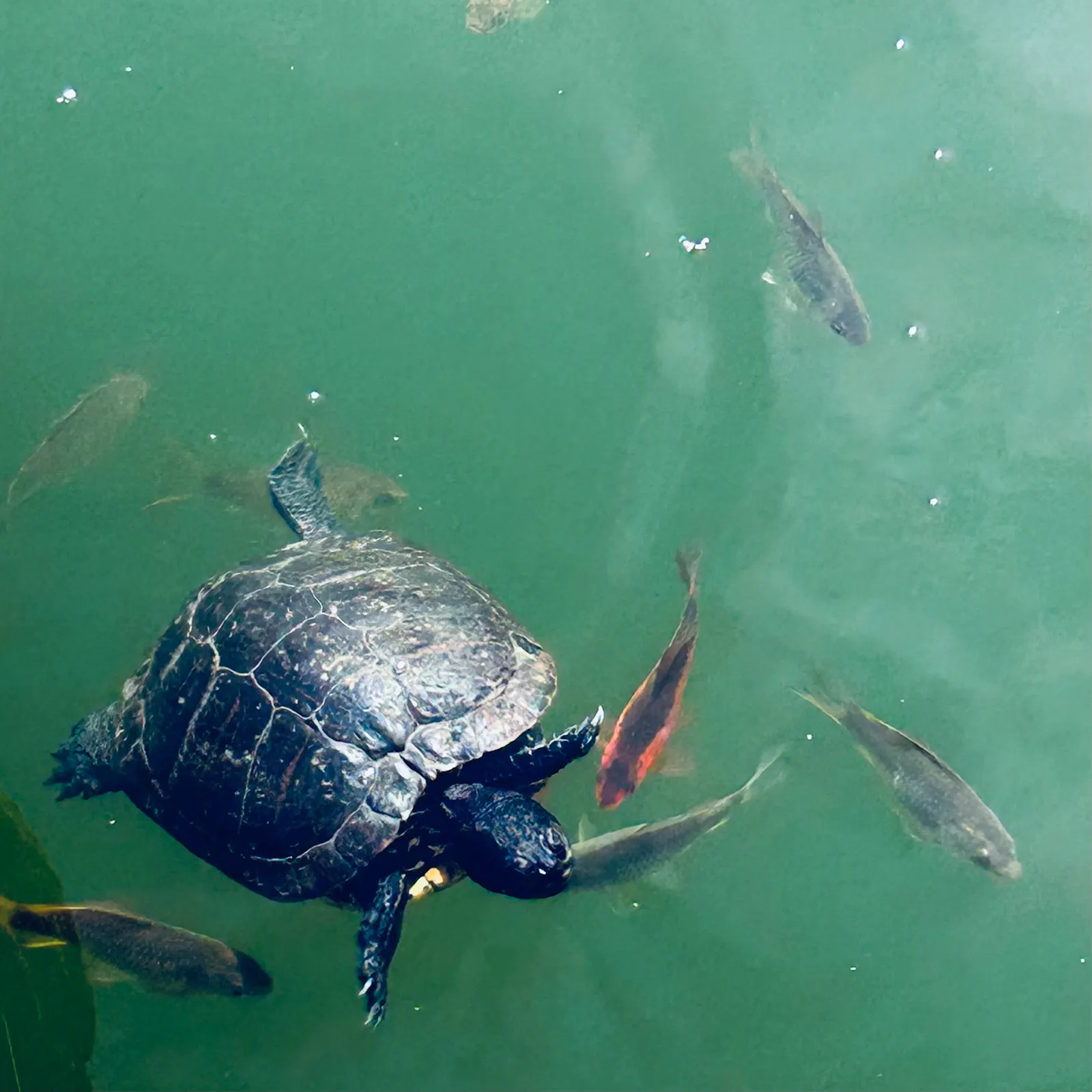 Schildkröte schwimmt in grünem Gewässer mit Fischen