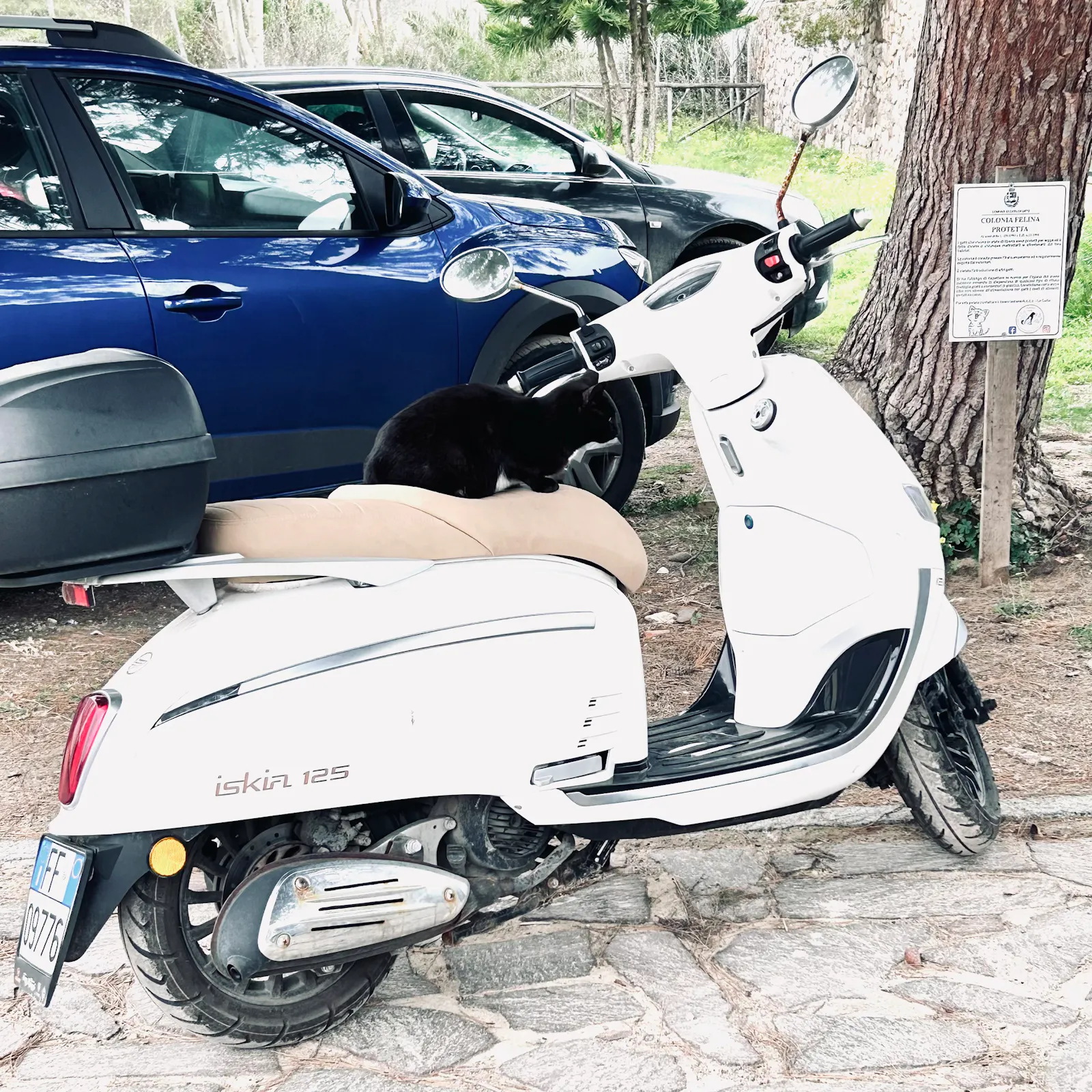 Katze auf dem Sitz eines geparkten Motorrollers