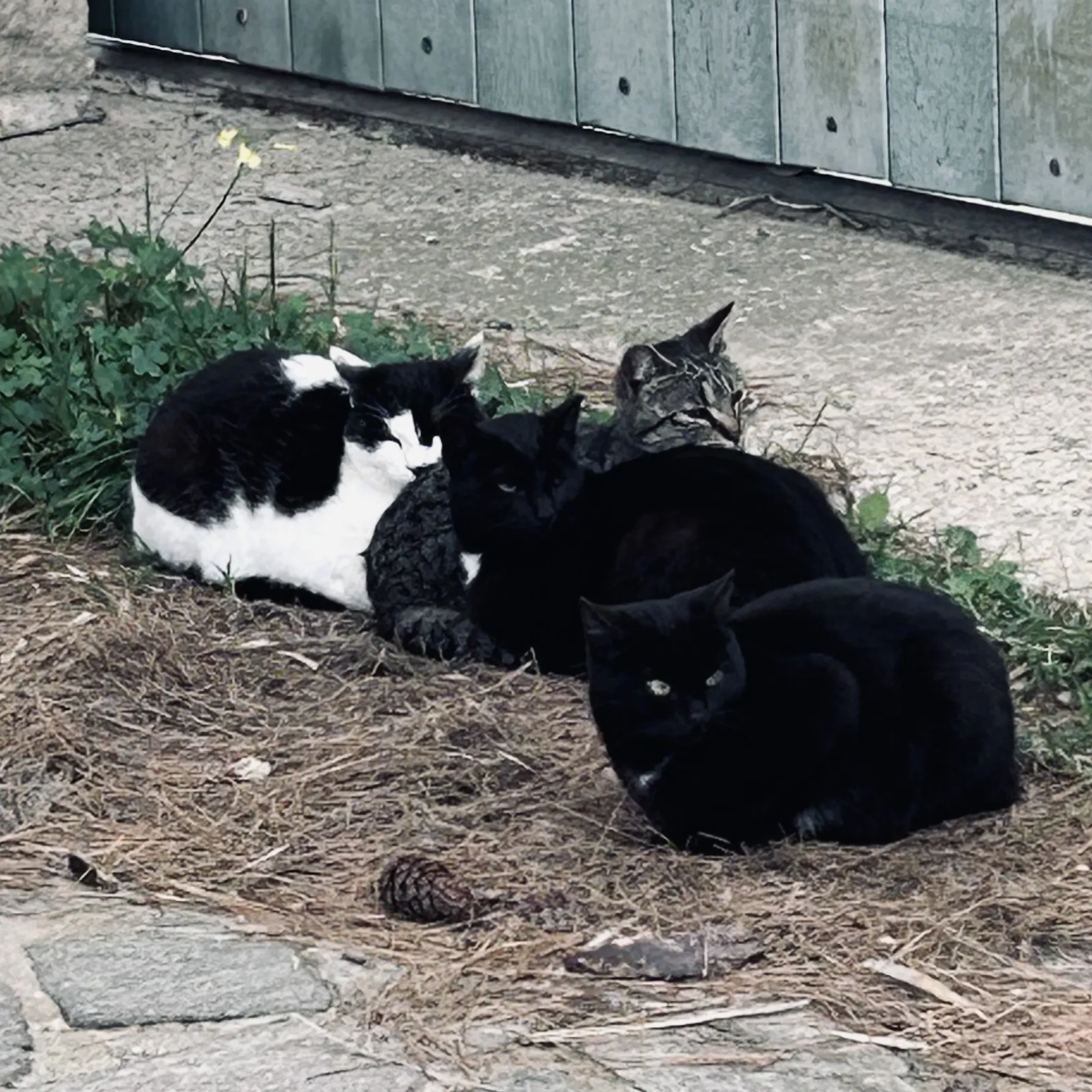 Vier aneinander geschmiegte Katzen
