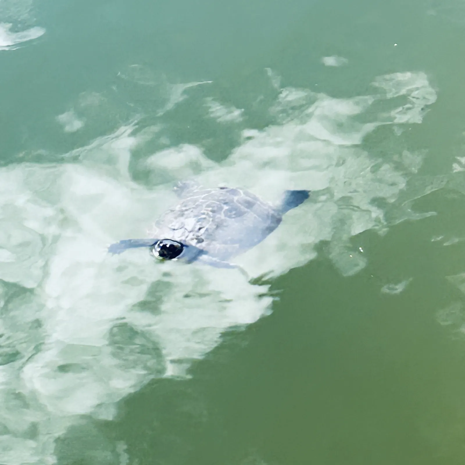 Schildkröte schwimmt in grünem Gewässer auf Betrachtende zu
