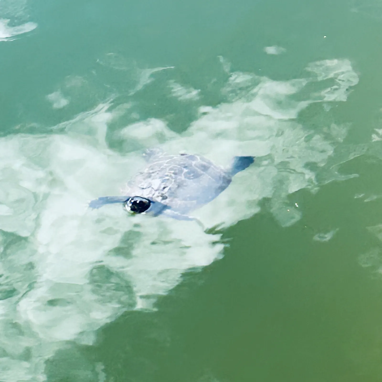 Schildkröte schwimmt in grünem Gewässer auf Betrachtende zu