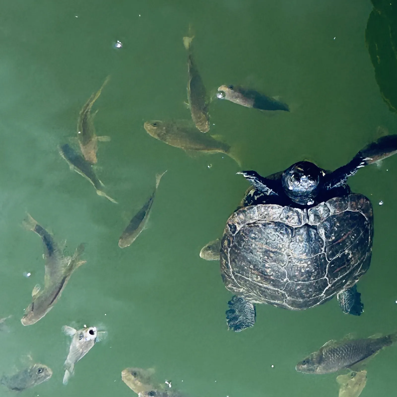 Schildkröte schwimmt in grünem inmitten von Fischen