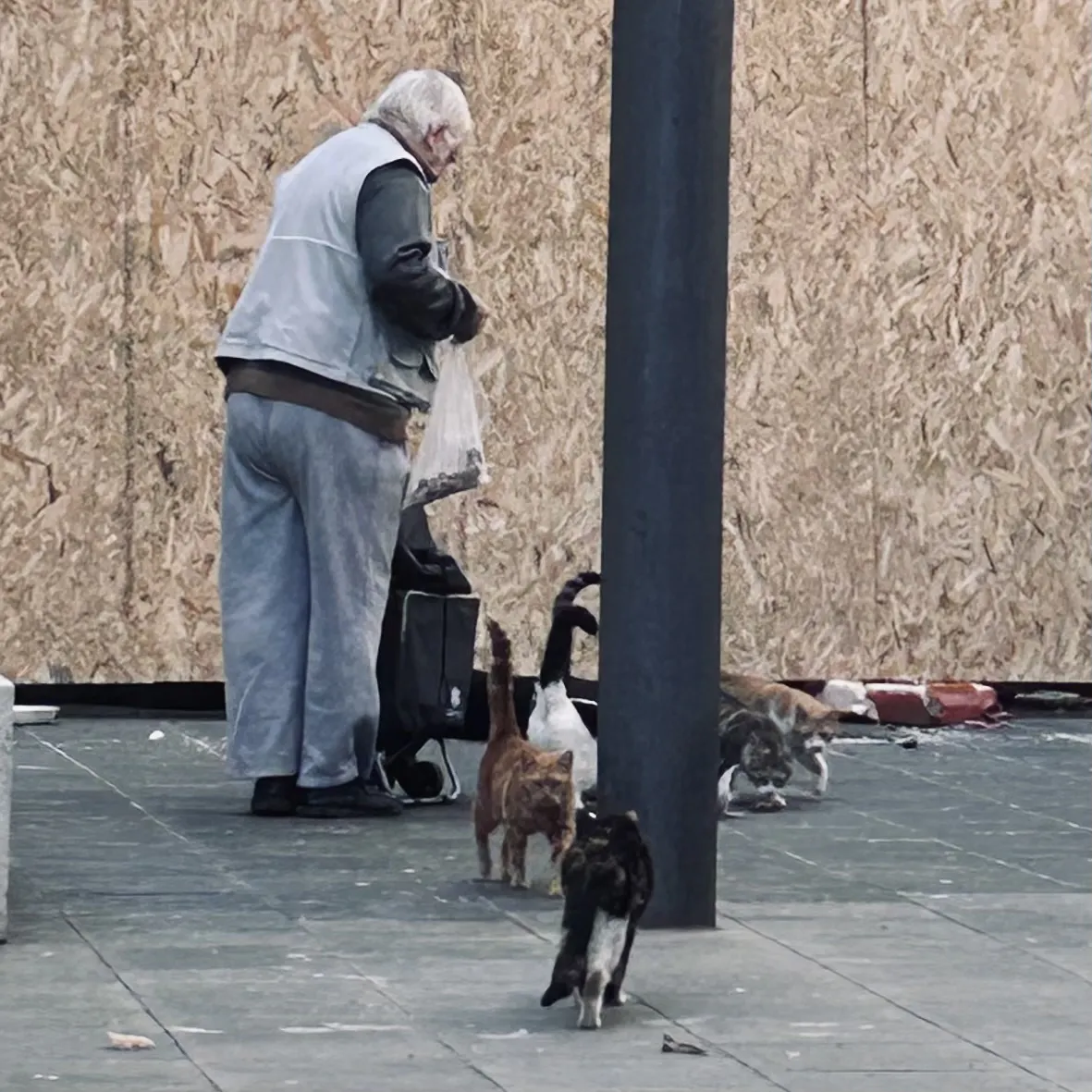 Ältere Person in Hosen und mit kurzen weißen Haaren füttert Straßenkatzen