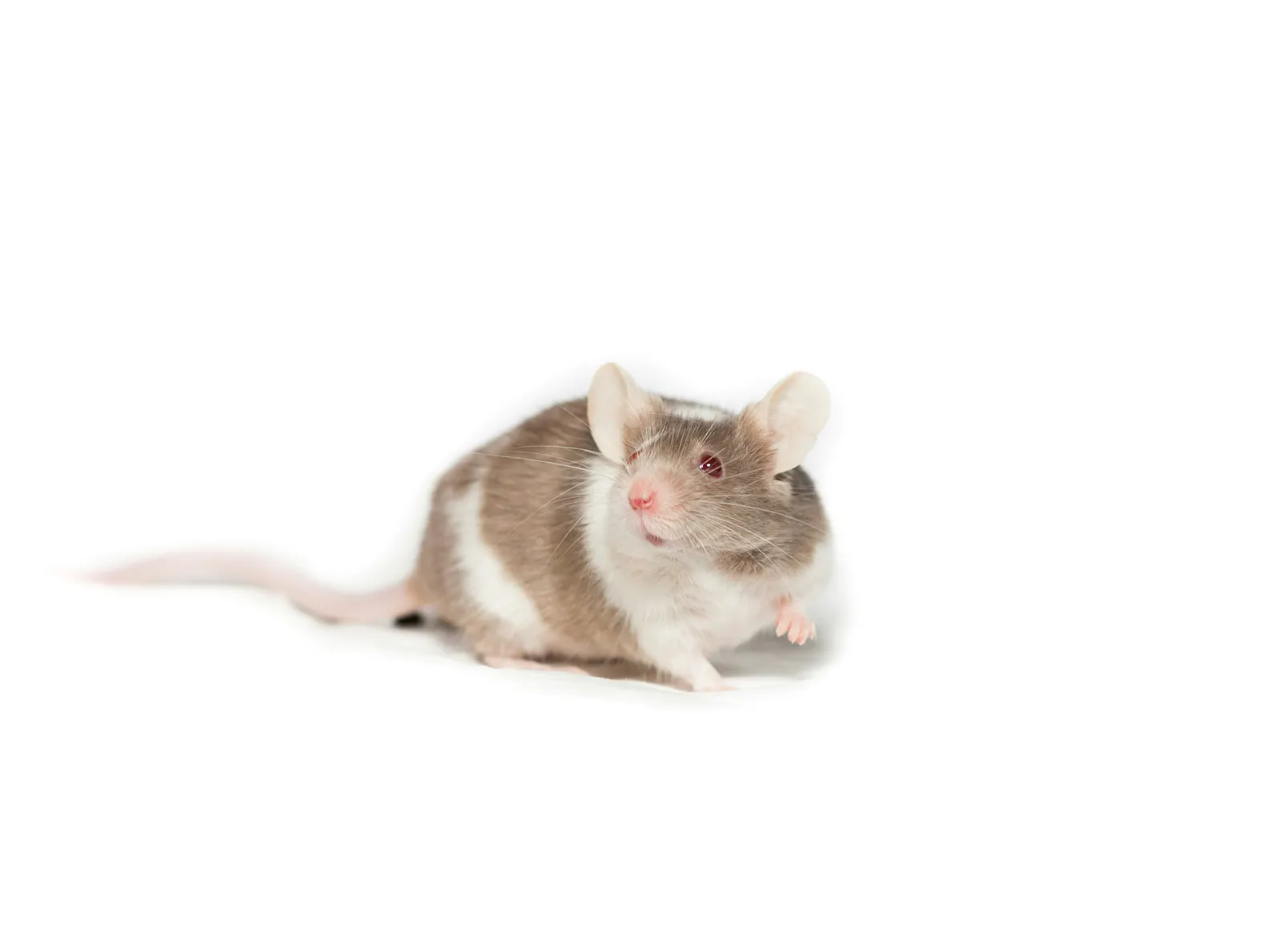 Eine Maus