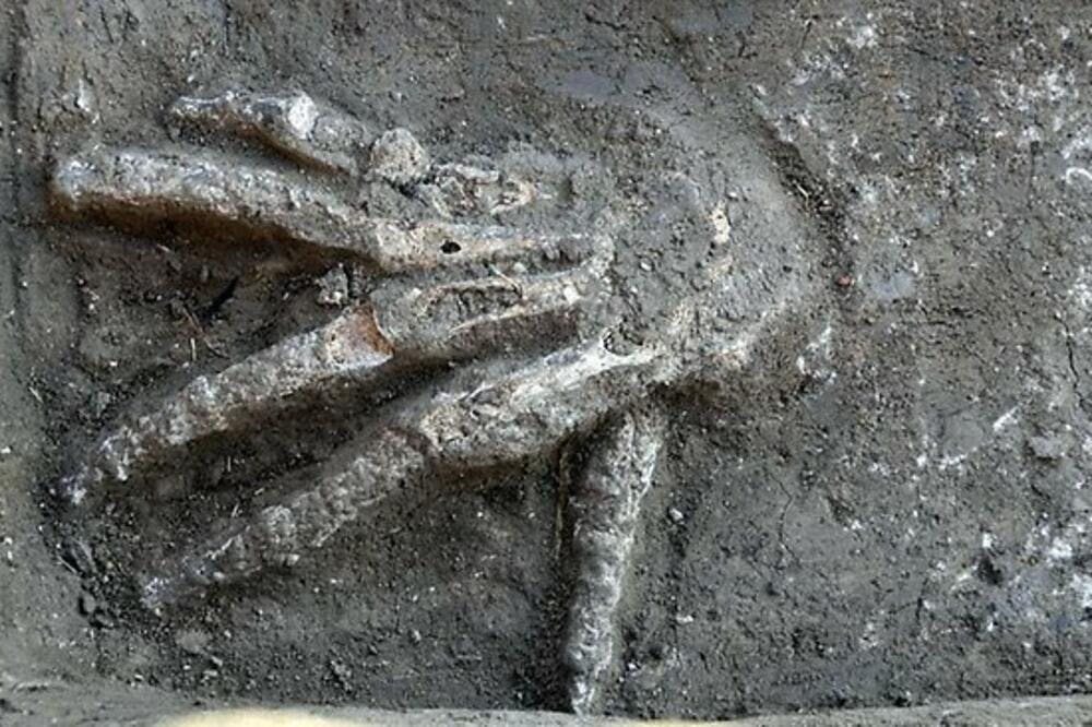 Foto von einer Ausgrabung 2011 in Tell el-Daba, eine skelettierte Hand, handfläche nach unten, Finger gespreizt