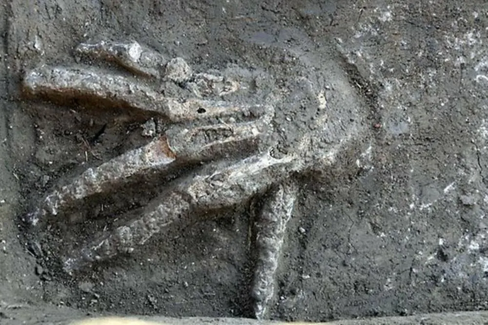 Foto von einer Ausgrabung 2011 in Tell el-Daba, eine skelettierte Hand, handfläche nach unten, Finger gespreizt