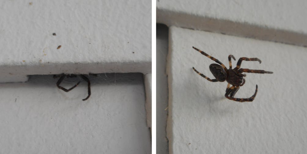 Zweigeteiltes Bild mit weißem Hintergrund. Links sind nur zwei Spinnenbeine zu sehen, das Tier hat sich hinter einer weißen Wandplatte versteckt. Rechts eine schwarze Spinne mit braun-schwarz gestreiften Beinen.