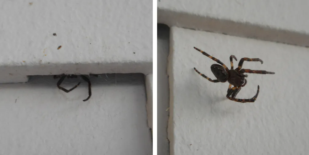 Zweigeteiltes Bild mit weißem Hintergrund. Links sind nur zwei Spinnenbeine zu sehen, das Tier hat sich hinter einer weißen Wandplatte versteckt. Rechts eine schwarze Spinne mit braun-schwarz gestreiften Beinen.
