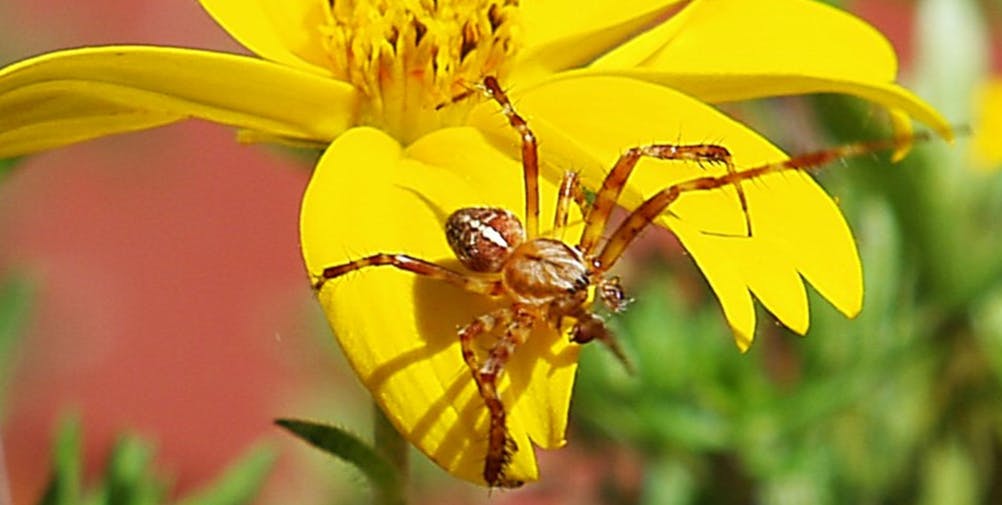 Mittelbraune Spinne auf gelber Blüte. Die vorderen Beinpaare sind verlängert, auf dem Rücken ein weißes Kreuz.