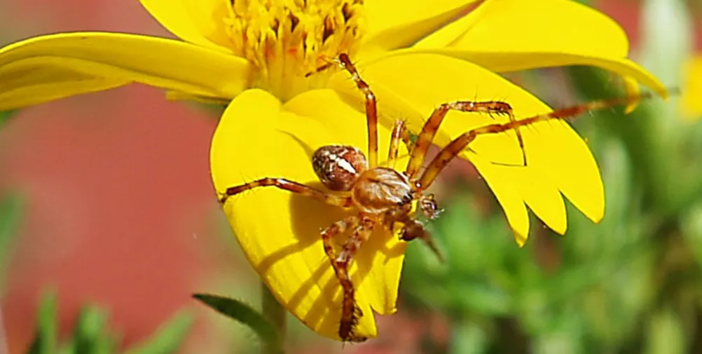 Mittelbraune Spinne auf gelber Blüte. Die vorderen Beinpaare sind verlängert, auf dem Rücken ein weißes Kreuz.