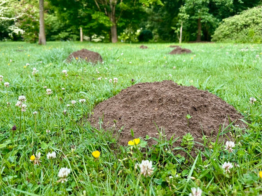 Maulwurfshügel