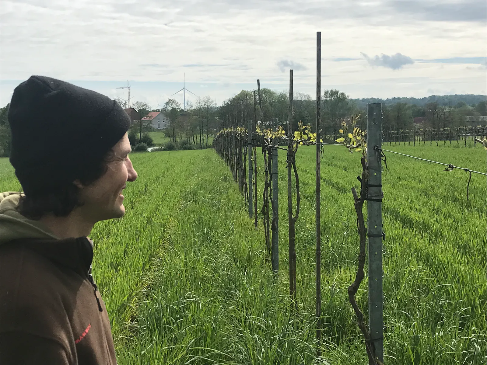 Christoph Kümmerer blickt auf sein Wein-Feld mit der Rebsorte Solaris