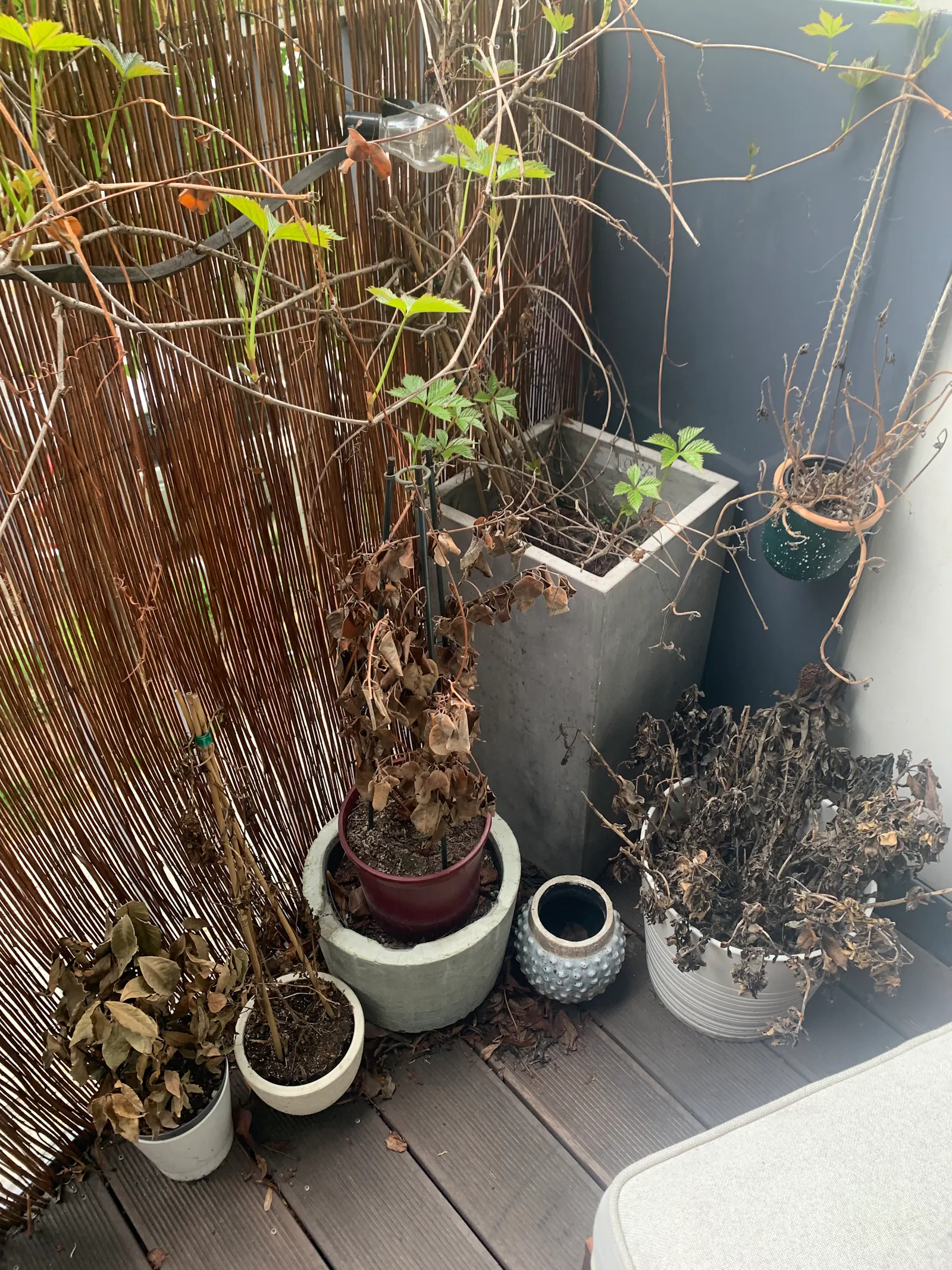 Vertrockneter Balkon.