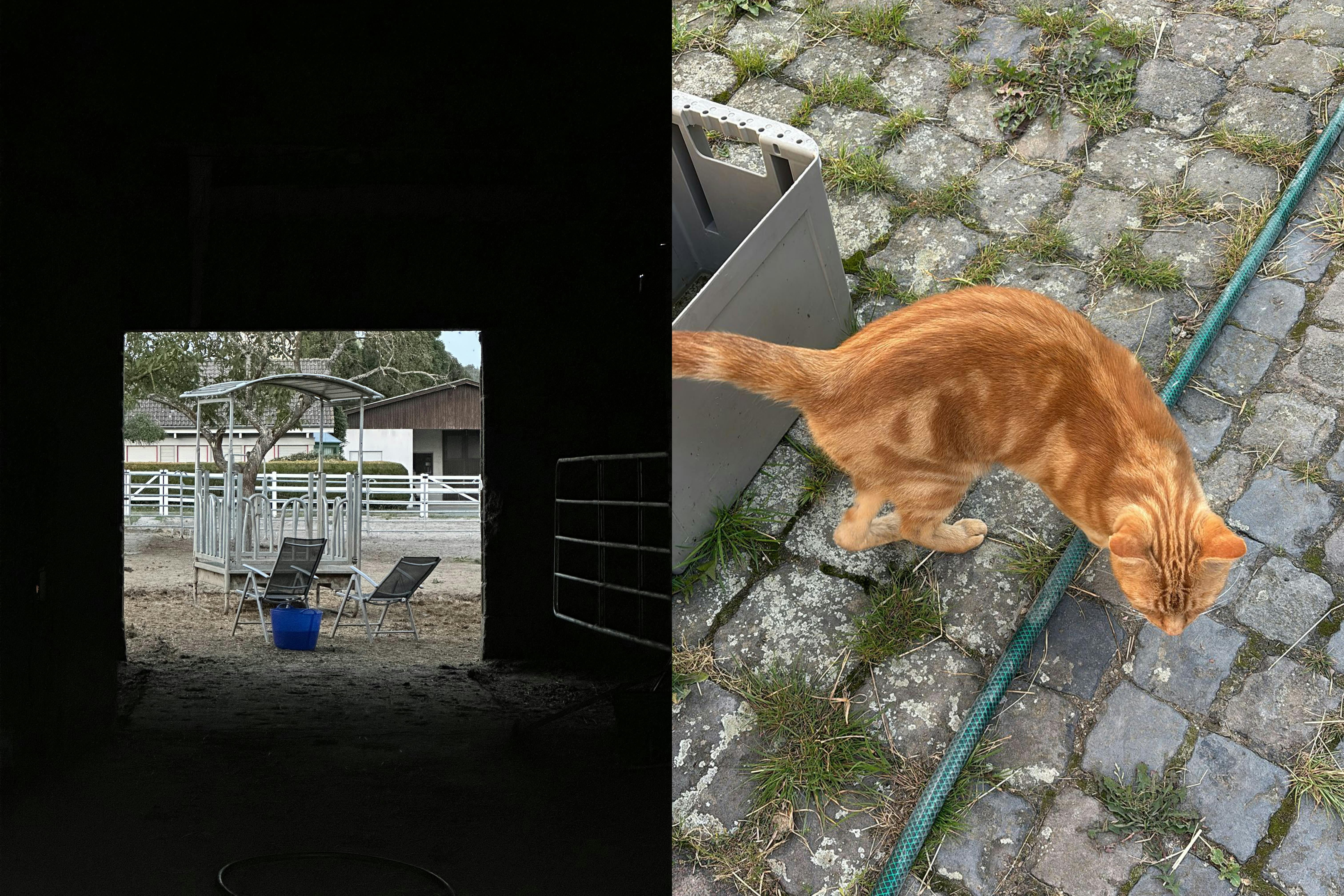 Links ein Blick aus dem Stall hinaus und rechts eine getigerte Katze