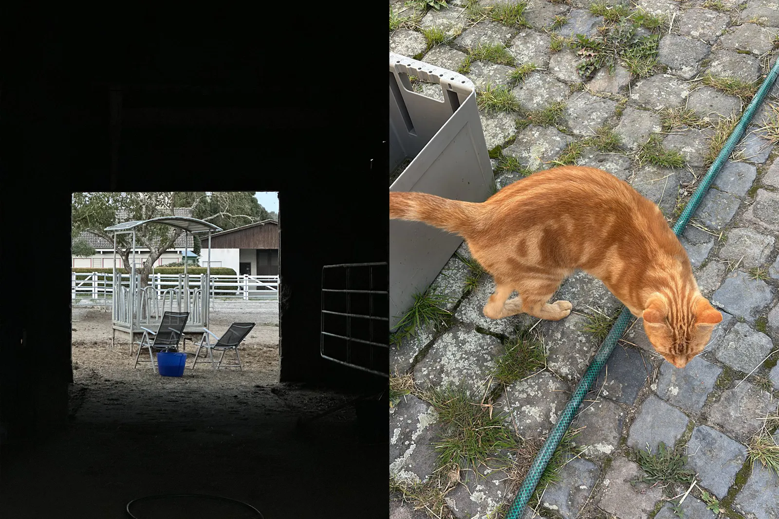 Links ein Blick aus dem Stall hinaus und rechts eine getigerte Katze