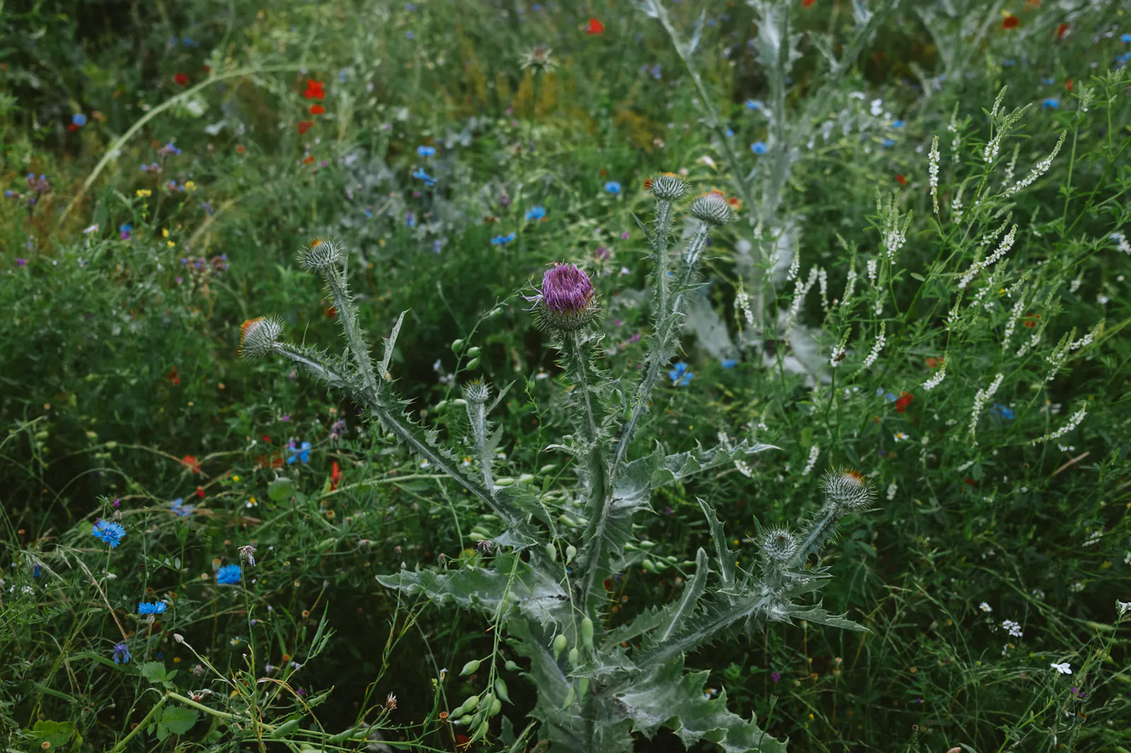 Eselsdisteln inmitten von anderen Wildblumen wie Kornblumen und Mohn
