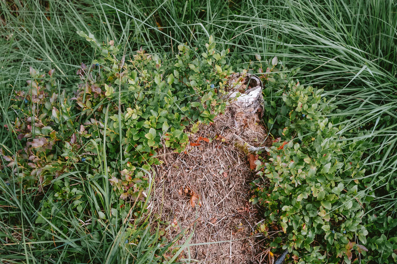 Heidelbeerpflanzen um einen Ameisenhügel, der viel aus Nadeln besteht