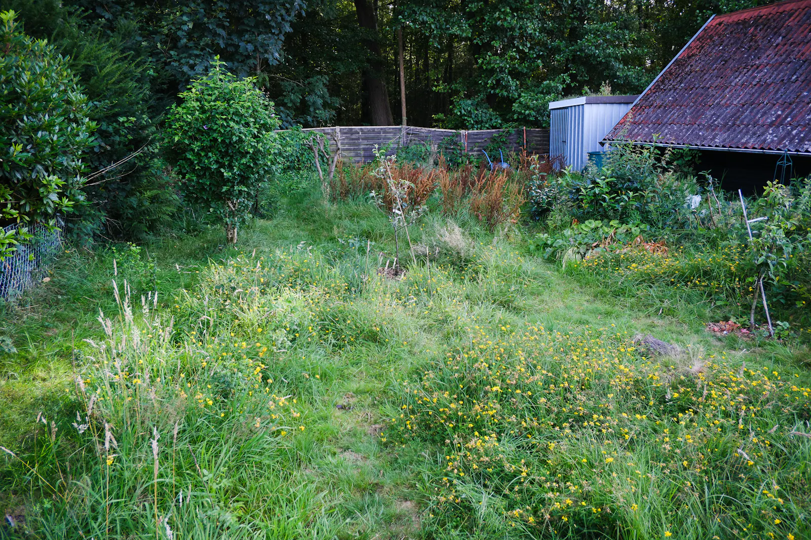 der Hintere Teil meines Gartens; er grenzt ans Moor