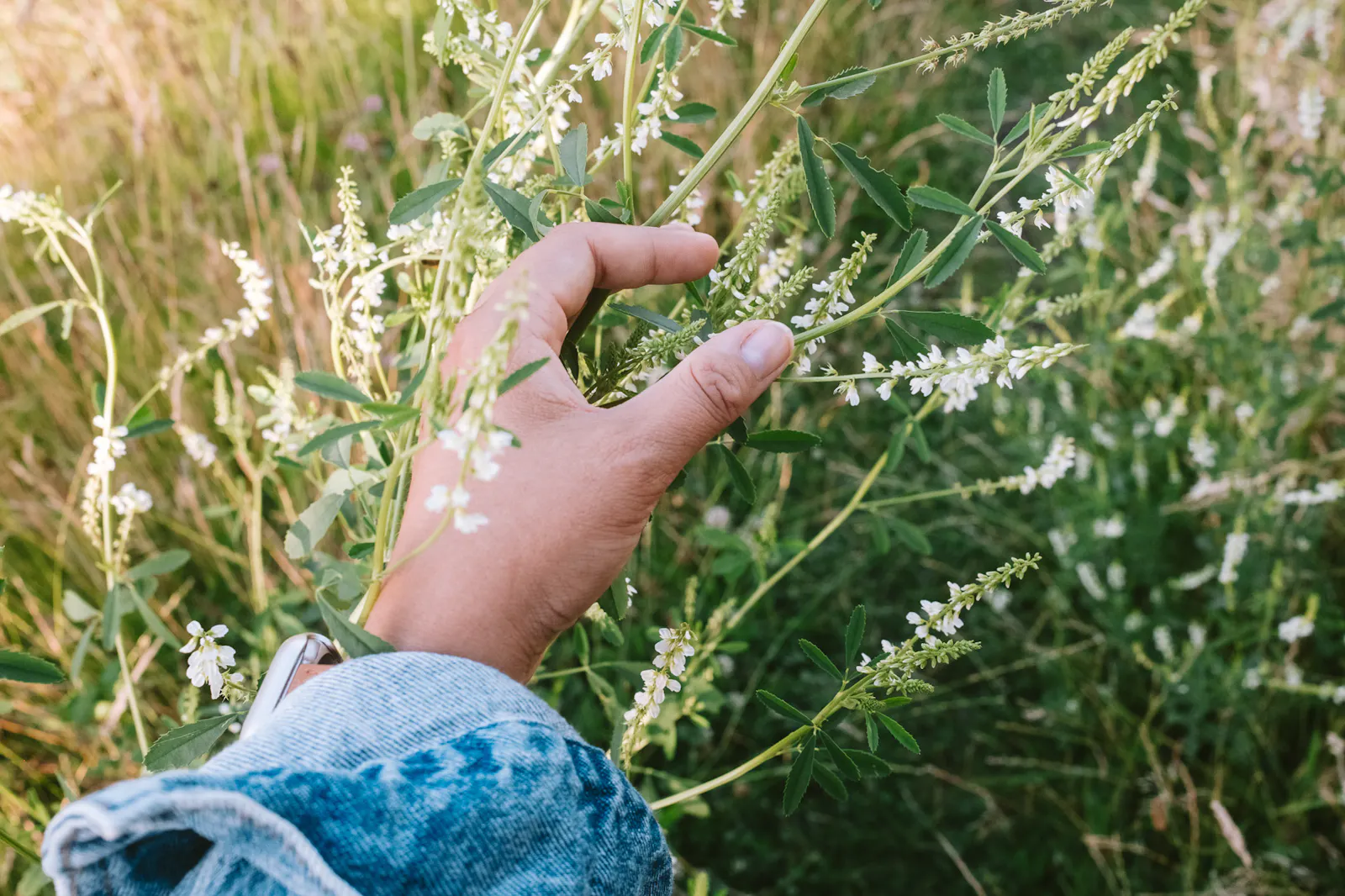 Ich berühre Weißen Steinklee in einer Wiese