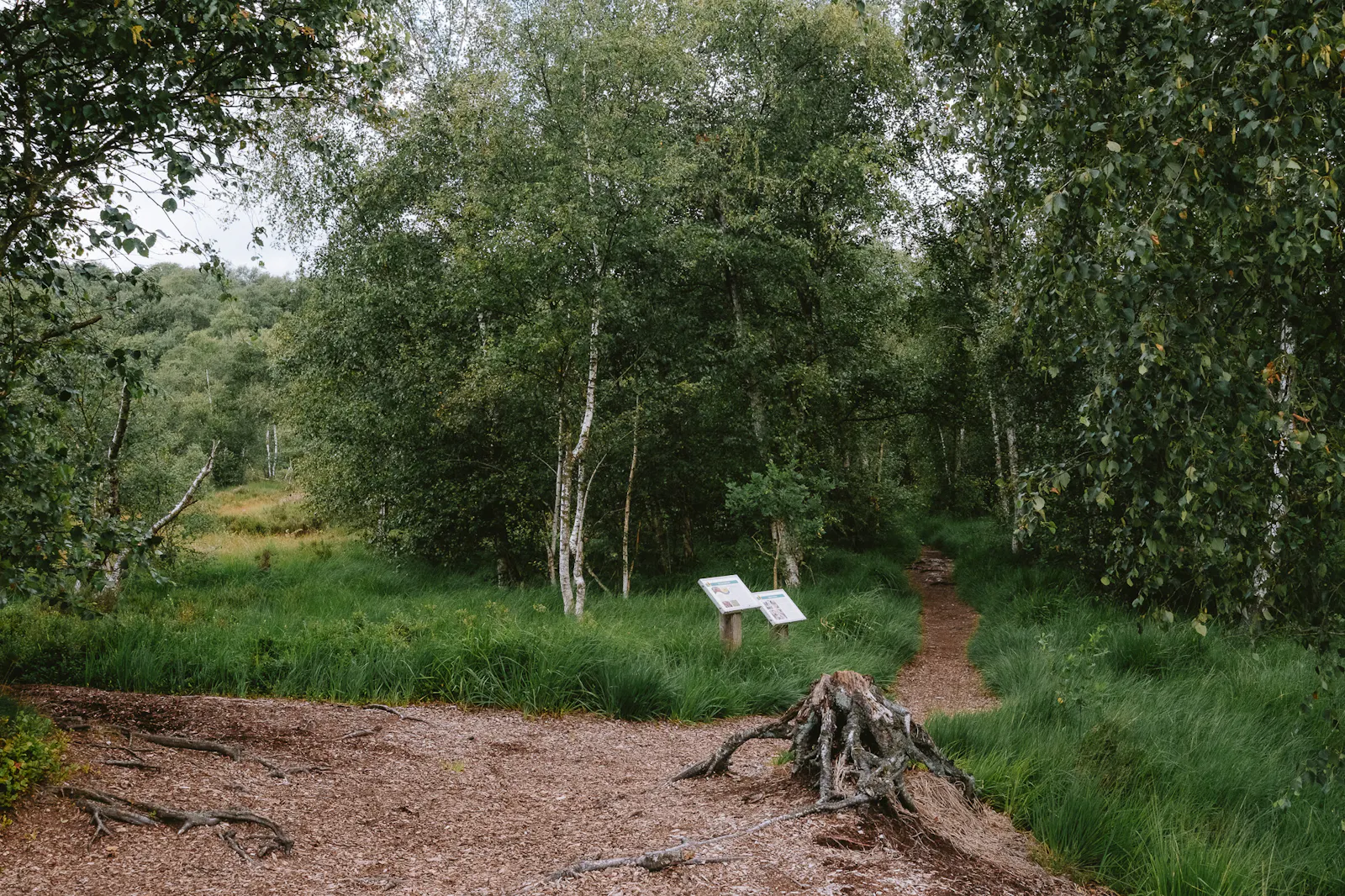 Blick ins Moor; Birken, Pfade aus Holzschnetzeln