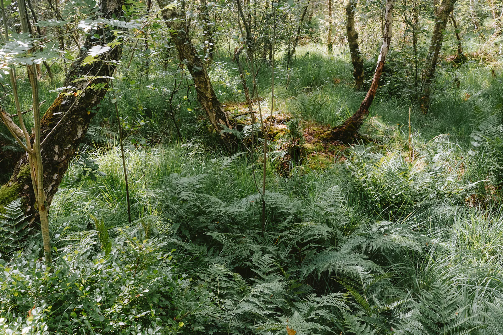 Farne und Gräser zwischen Birken