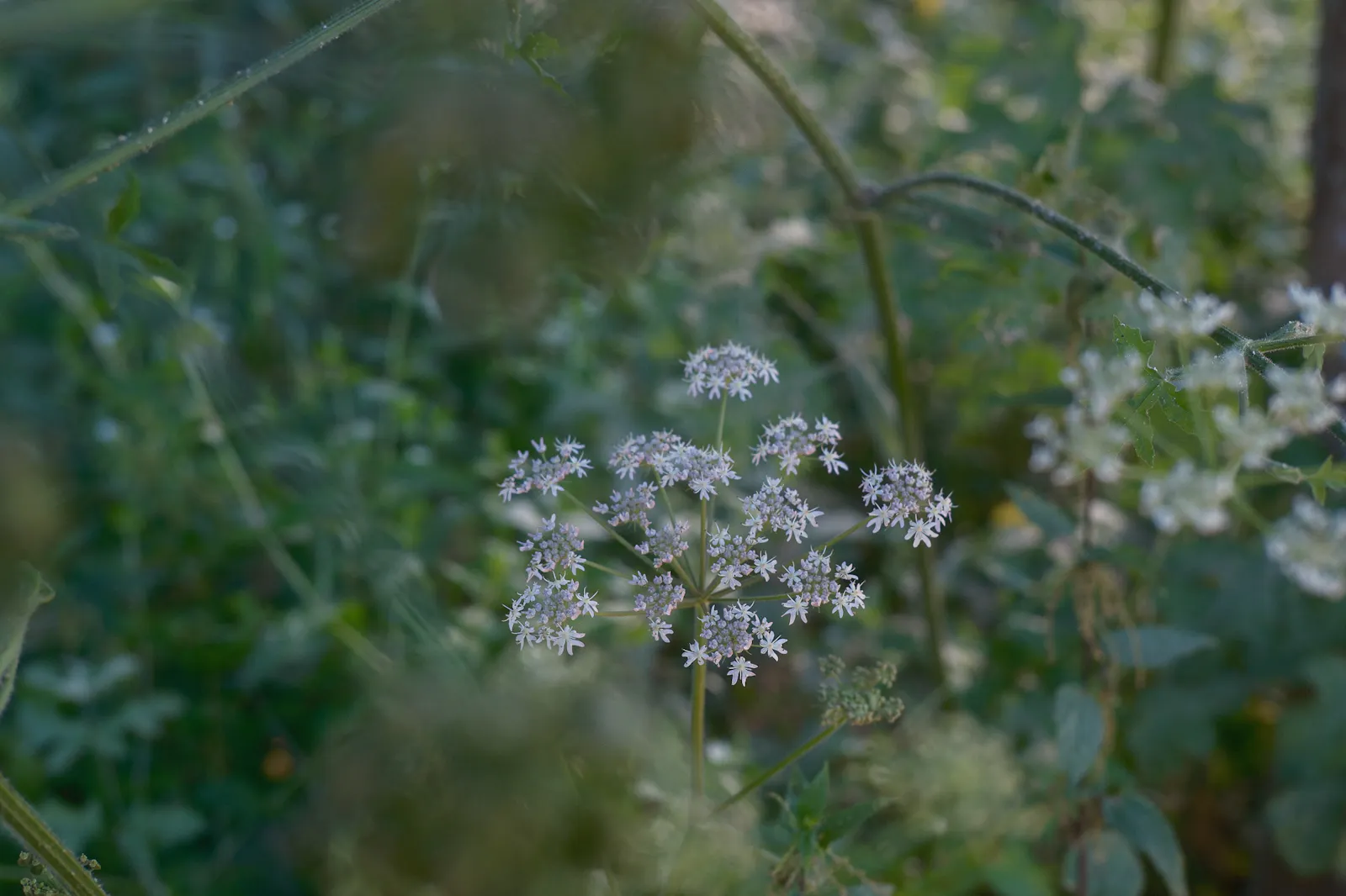 Ein weiß blühender Doldenblüter