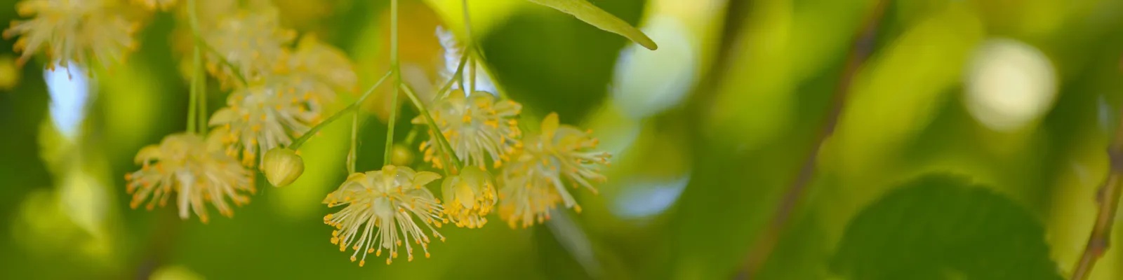lindenblüte an lindenbaum