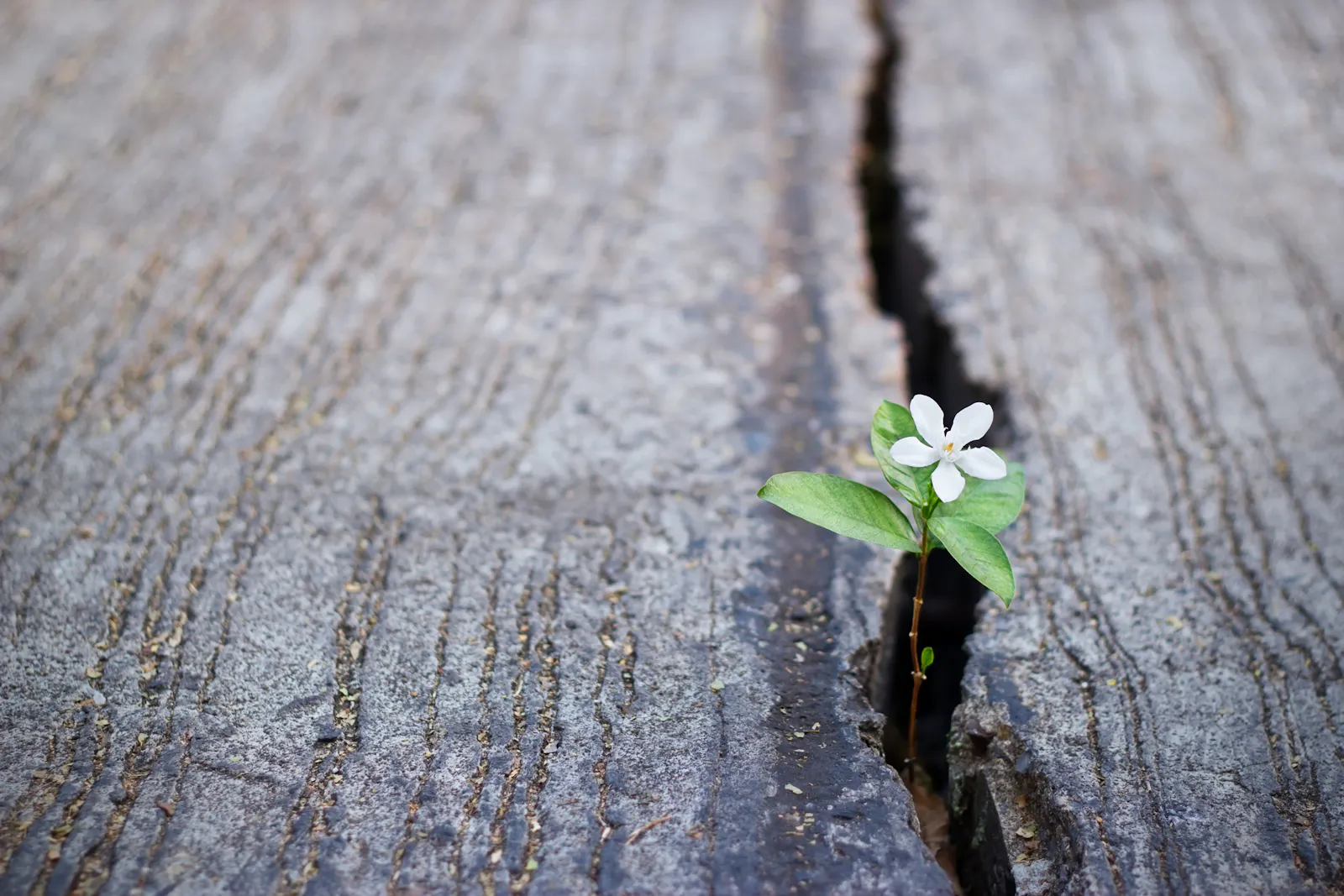 Picture of a flower growing between the cracks of a concrete floor