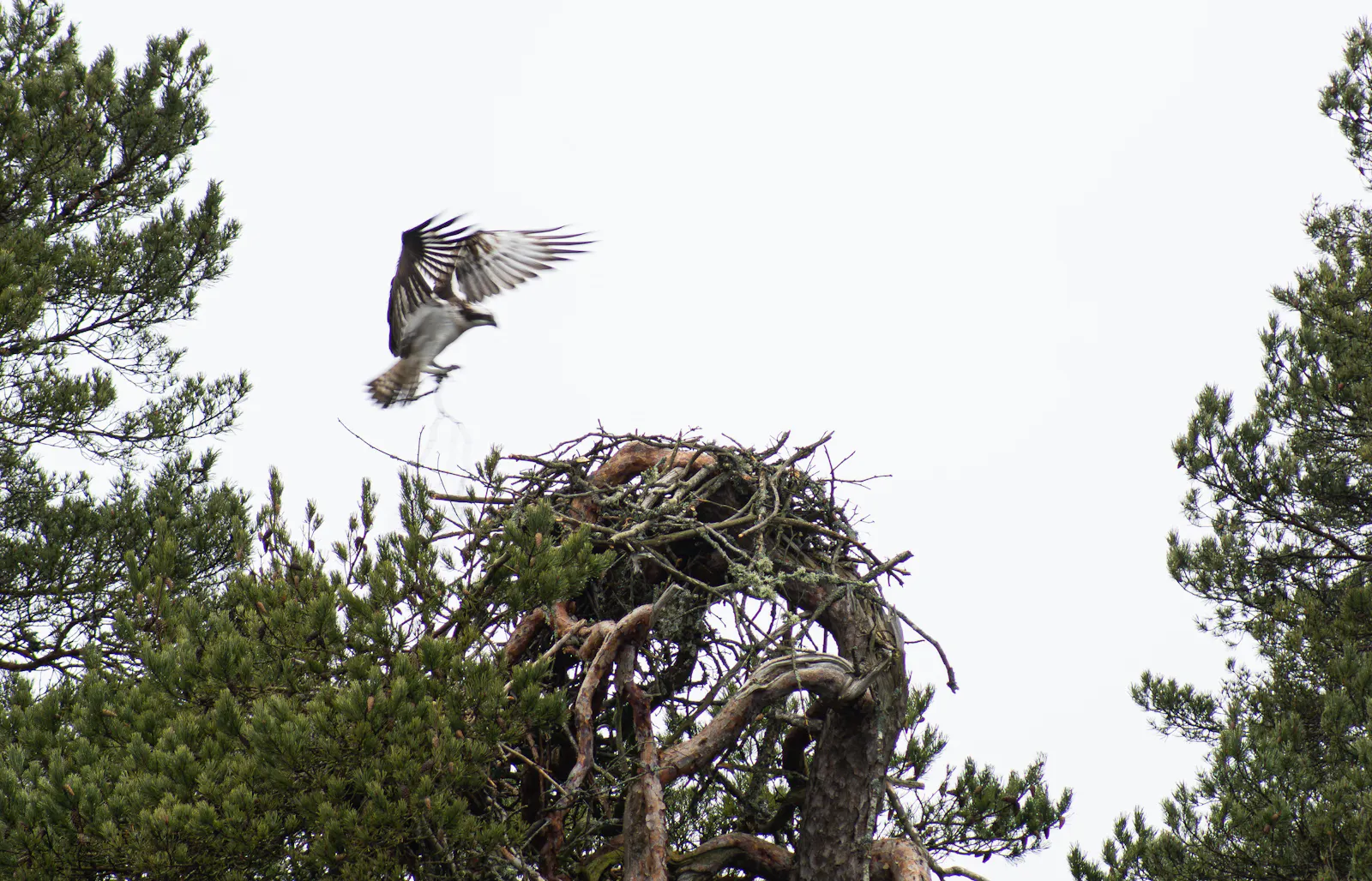 Fischadler im Åsnen