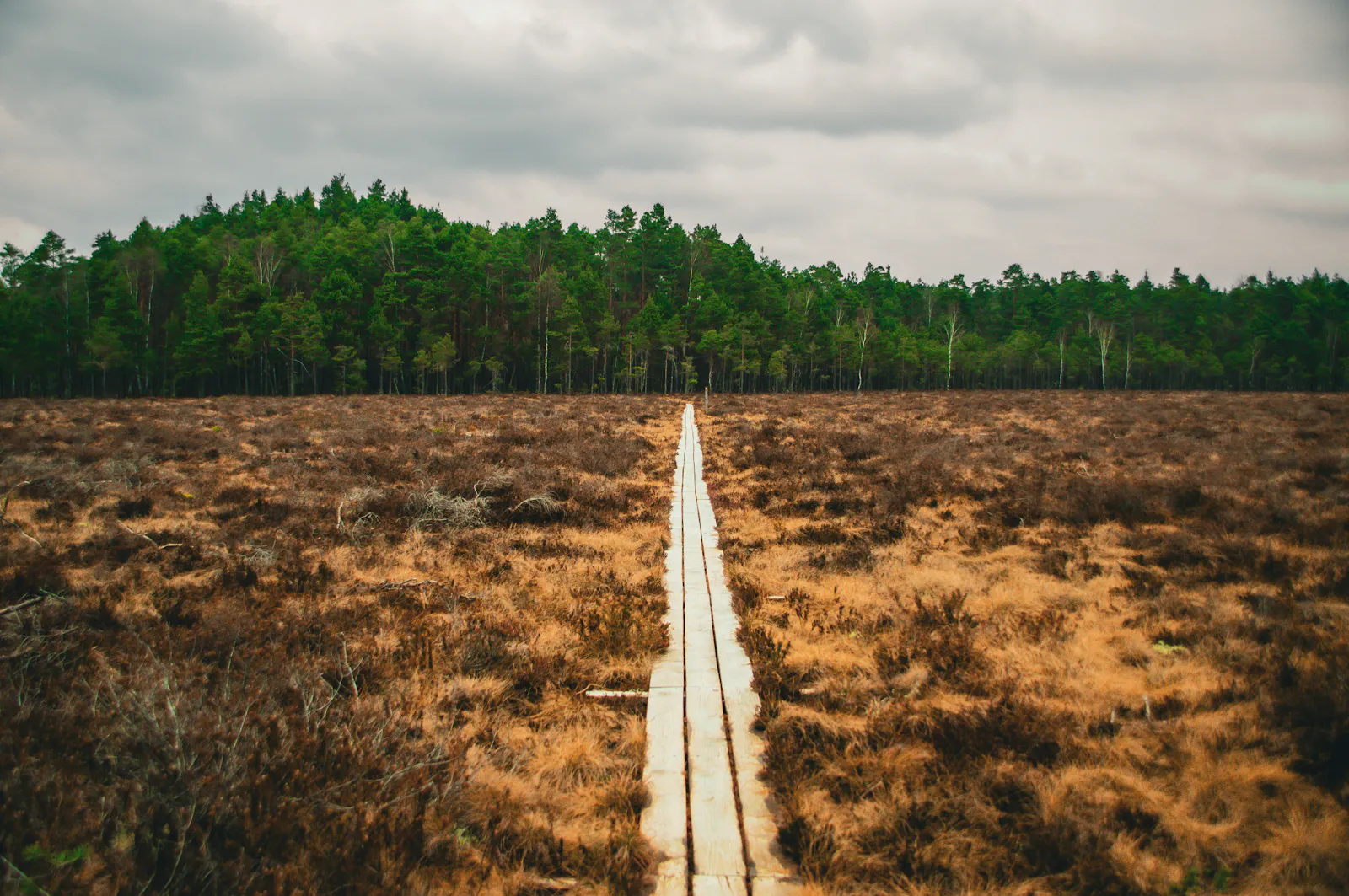 Toftåsa myr im Åsnen Nationalpark