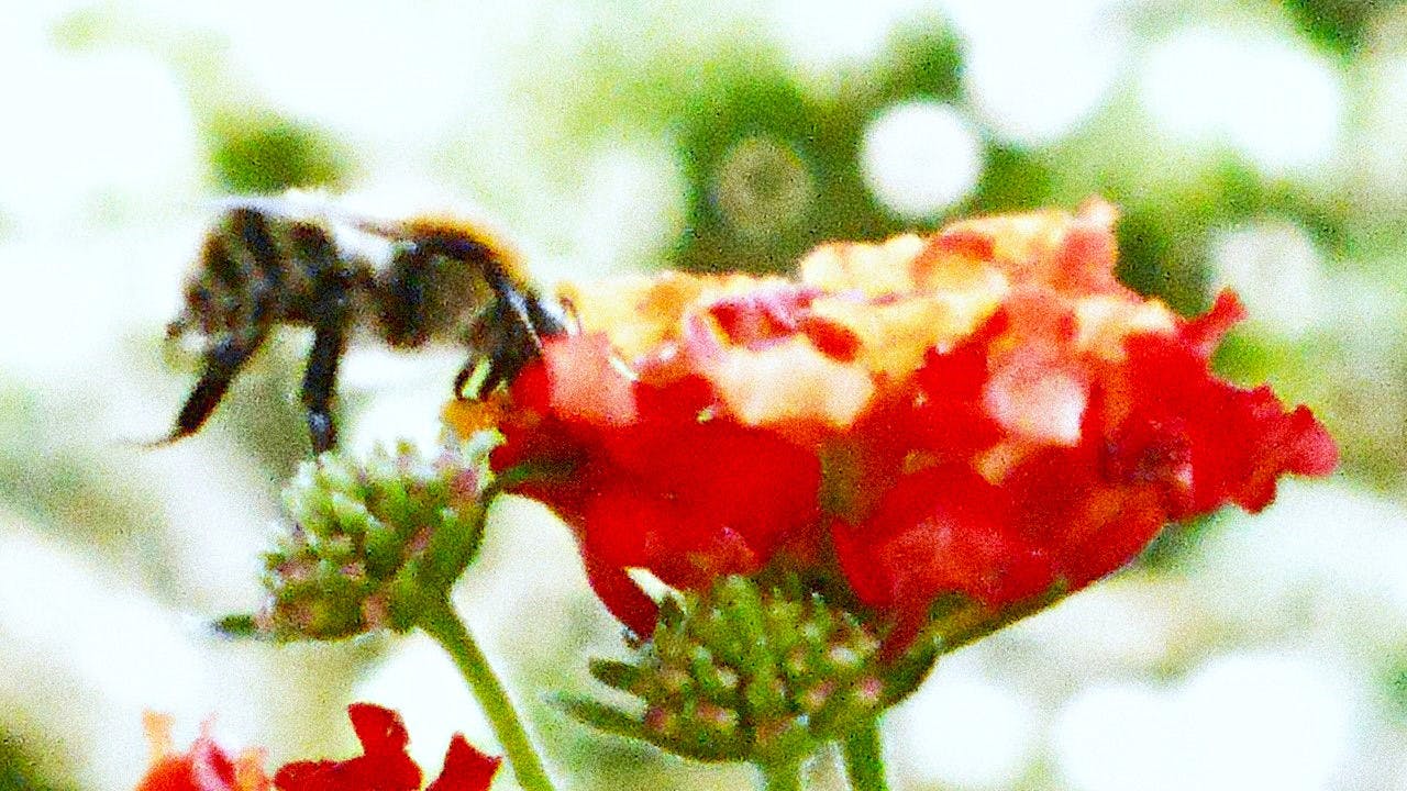 Eine Hummel mit rot-braunem Rückenpelz landet gerade auf der rot-gelben Blüte eines Wandelröschens.
