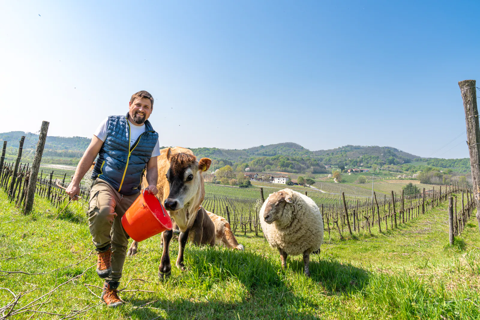 Kristian Keber läuft mit einer Kuh und einem Schaf durch seinen Weinberg