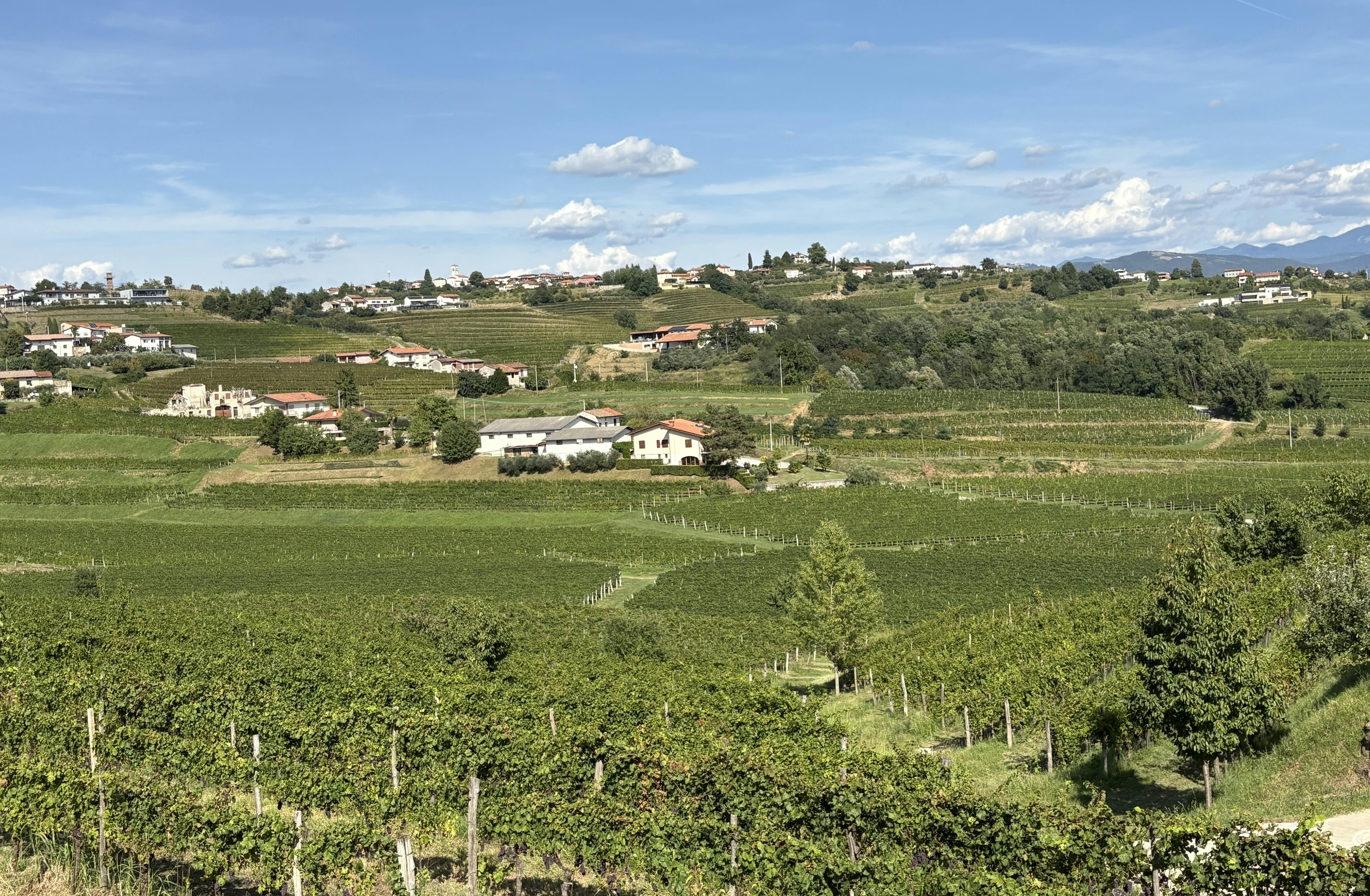 Blick vom Zegla-Hügel auf die Weinberge des Weinguts Edi Keber