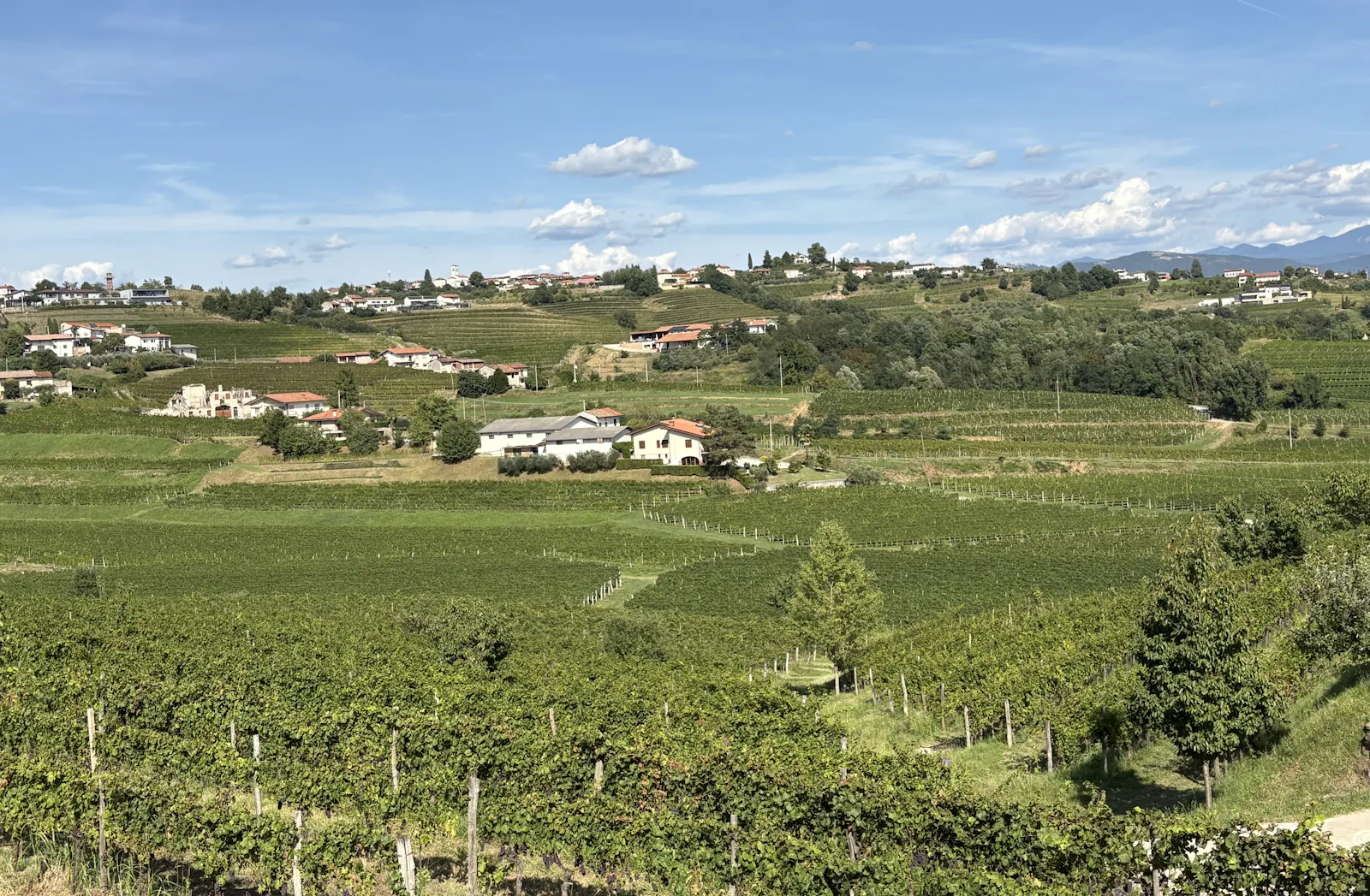 Blick vom Zegla-Hügel auf die Weinberge des Weinguts Edi Keber