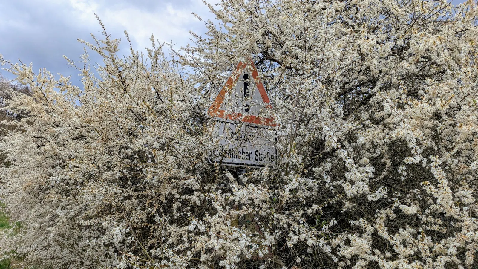Ein Straßenschild mit der Aufschrift "Ende der öffentlichen Straße", das von blühenden Zweigen überwachsen ist.