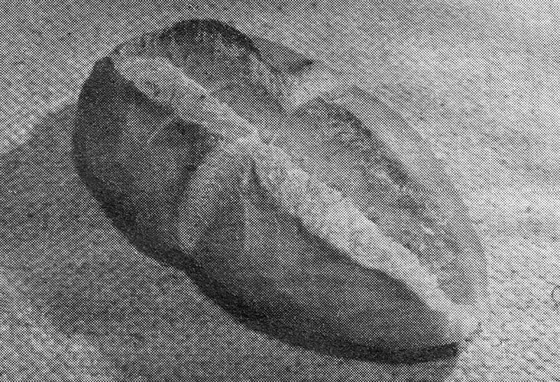 Abb. 1: Die Breslauer Semmel hat besonders viel Kruste und Volumen, braucht aber auch besonders viel Geschick und Übung beim Formen.