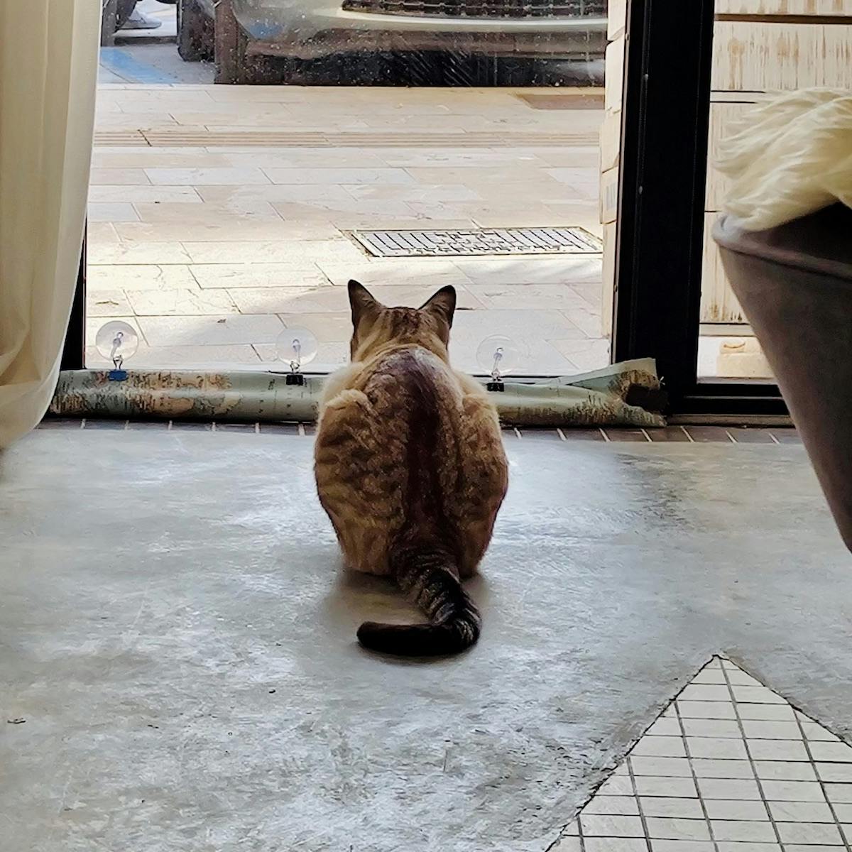 Kater Mando am Eingang
